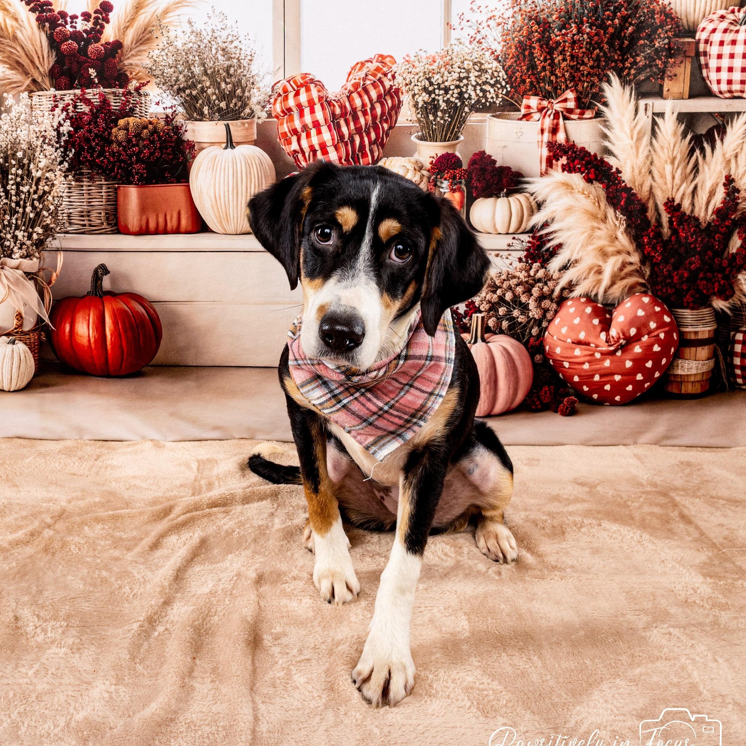 Lucy fka Indigo, Adoptable, Young Female Mountain Dog.