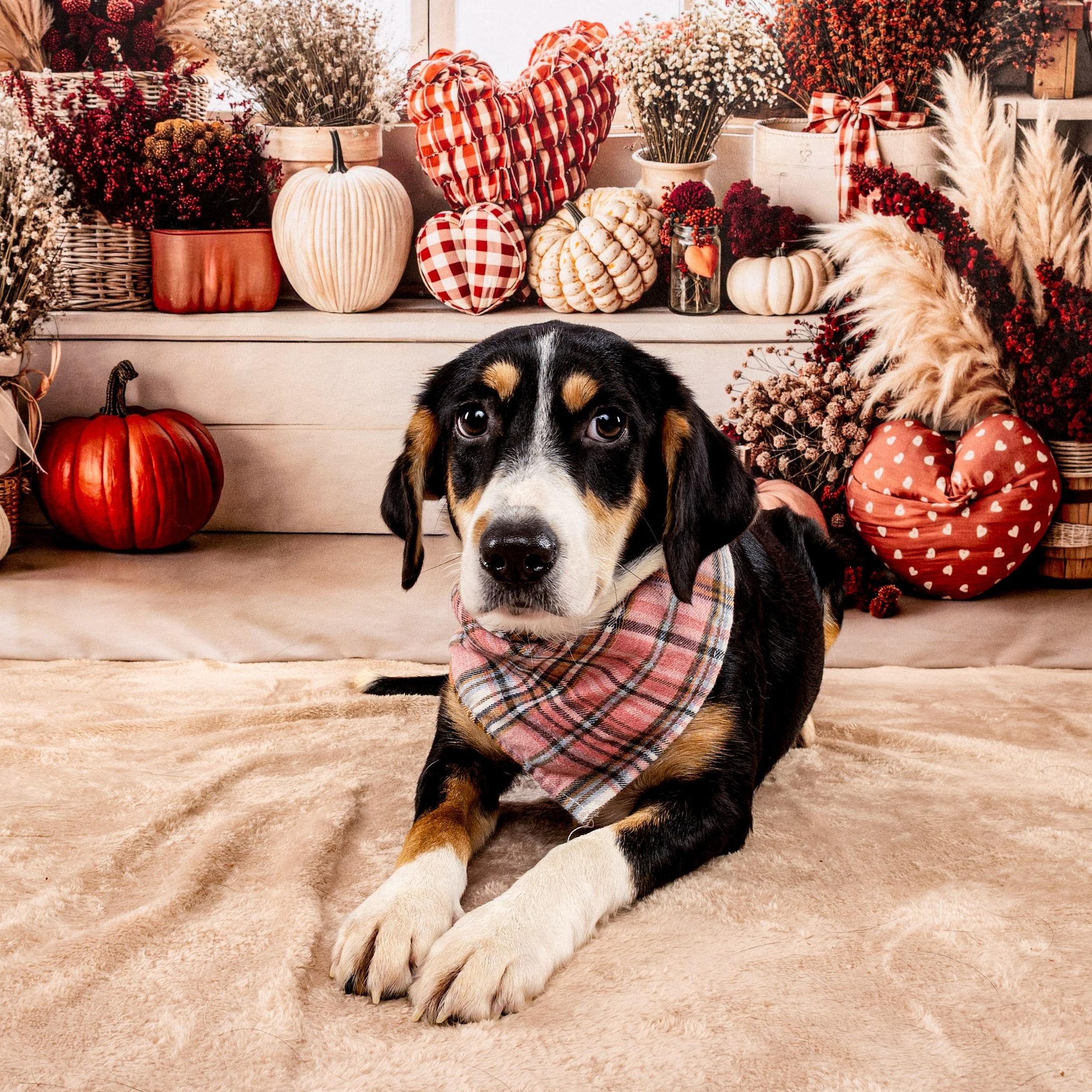 Enlarge Lucy fka Indigo, a Adoptable mixed breed in Bronx, NY image 4/6