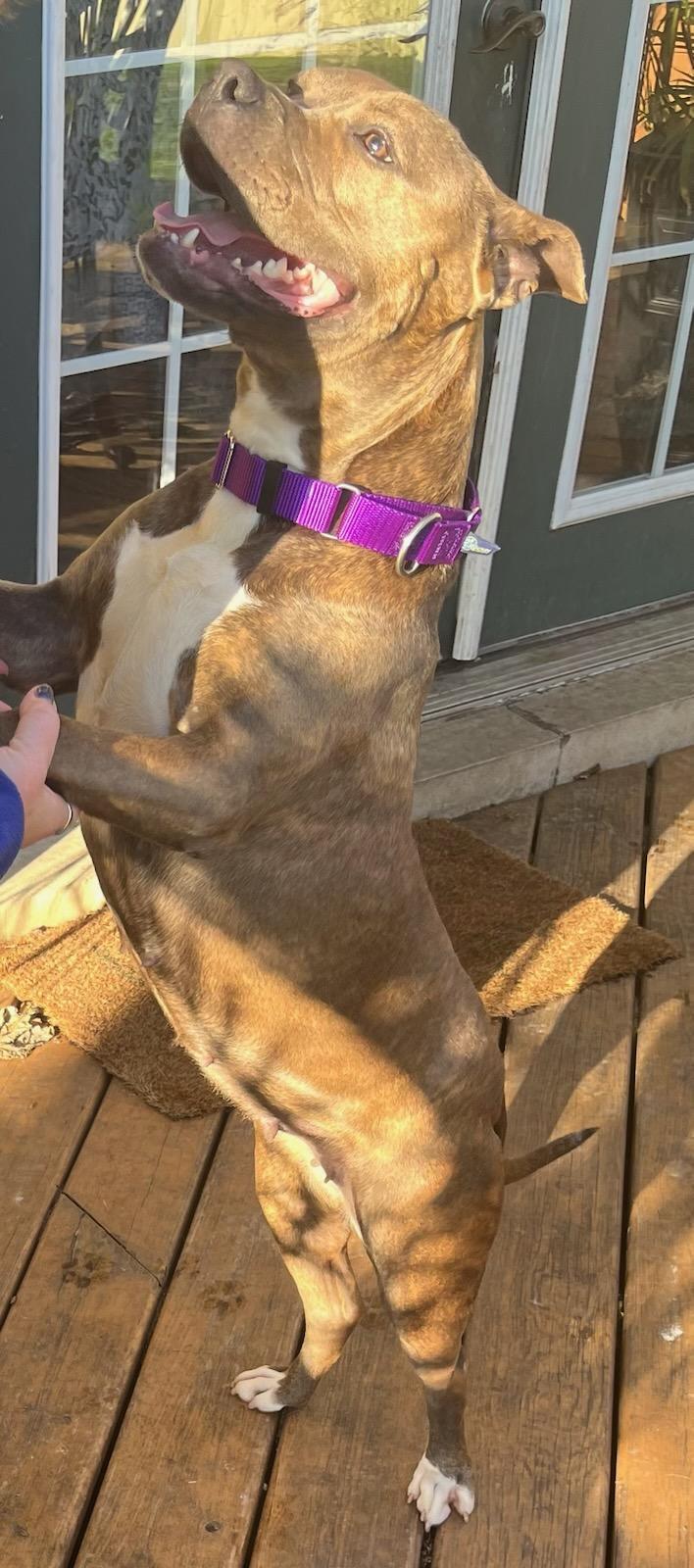 Enlarge Ginger, a Adopted Pit Bull Terrier in Crete, IL image 1/3