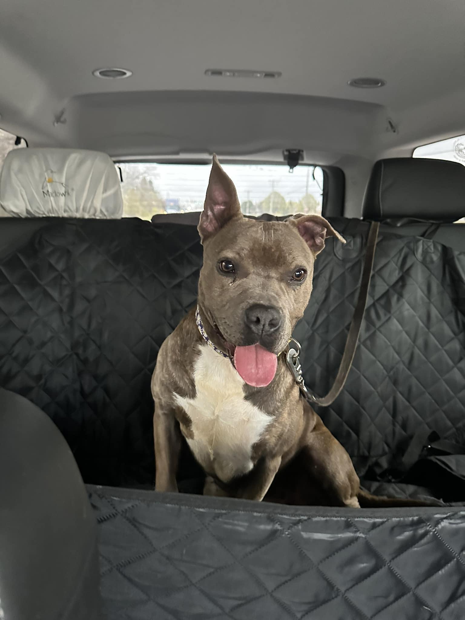 Enlarge Ginger, a Adopted Pit Bull Terrier in Crete, IL image 2/3