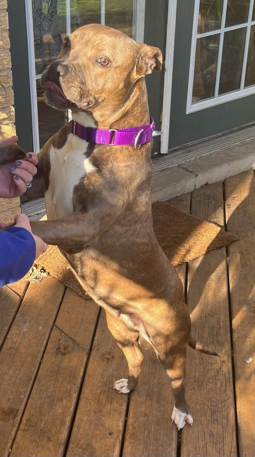 Enlarge Ginger, a Adopted Pit Bull Terrier in Crete, IL image 3/3