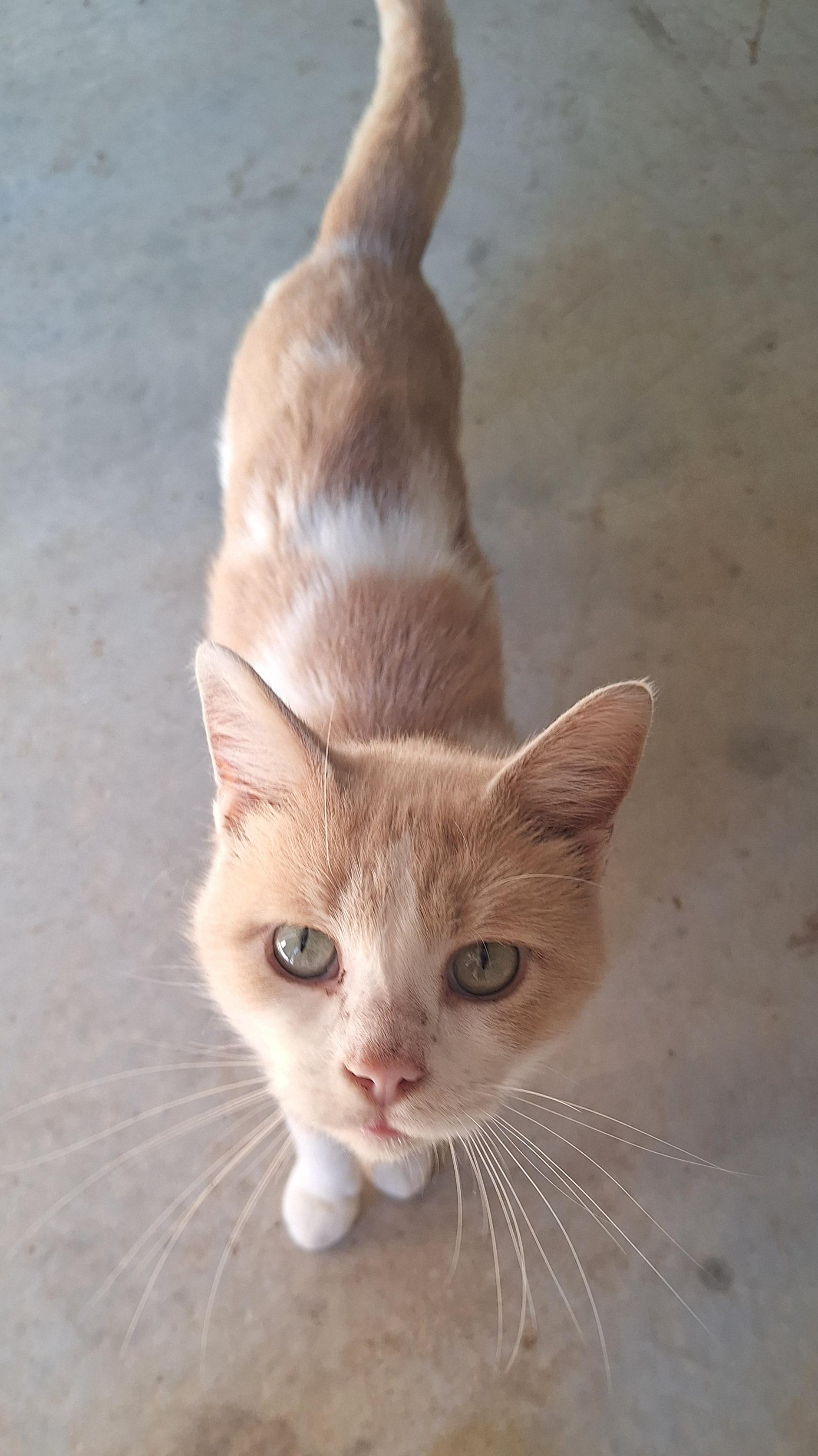 Enlarge Pretty Boy, a Adoptable Domestic Short Hair in Stanton, KY image 1/6