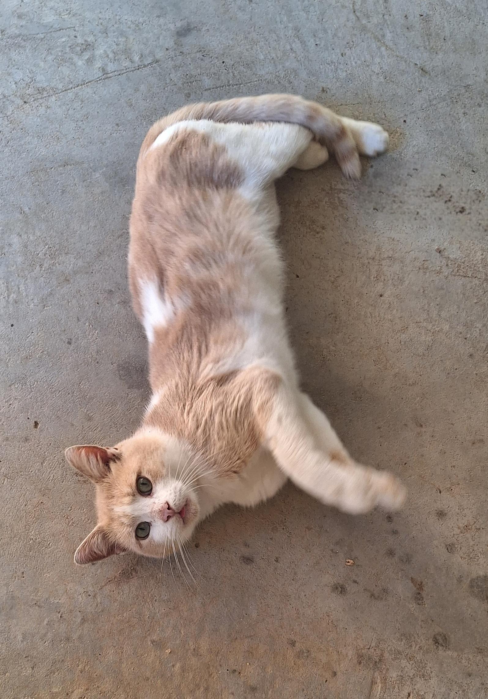 Enlarge Pretty Boy, a Adoptable Domestic Short Hair in Stanton, KY image 6/6