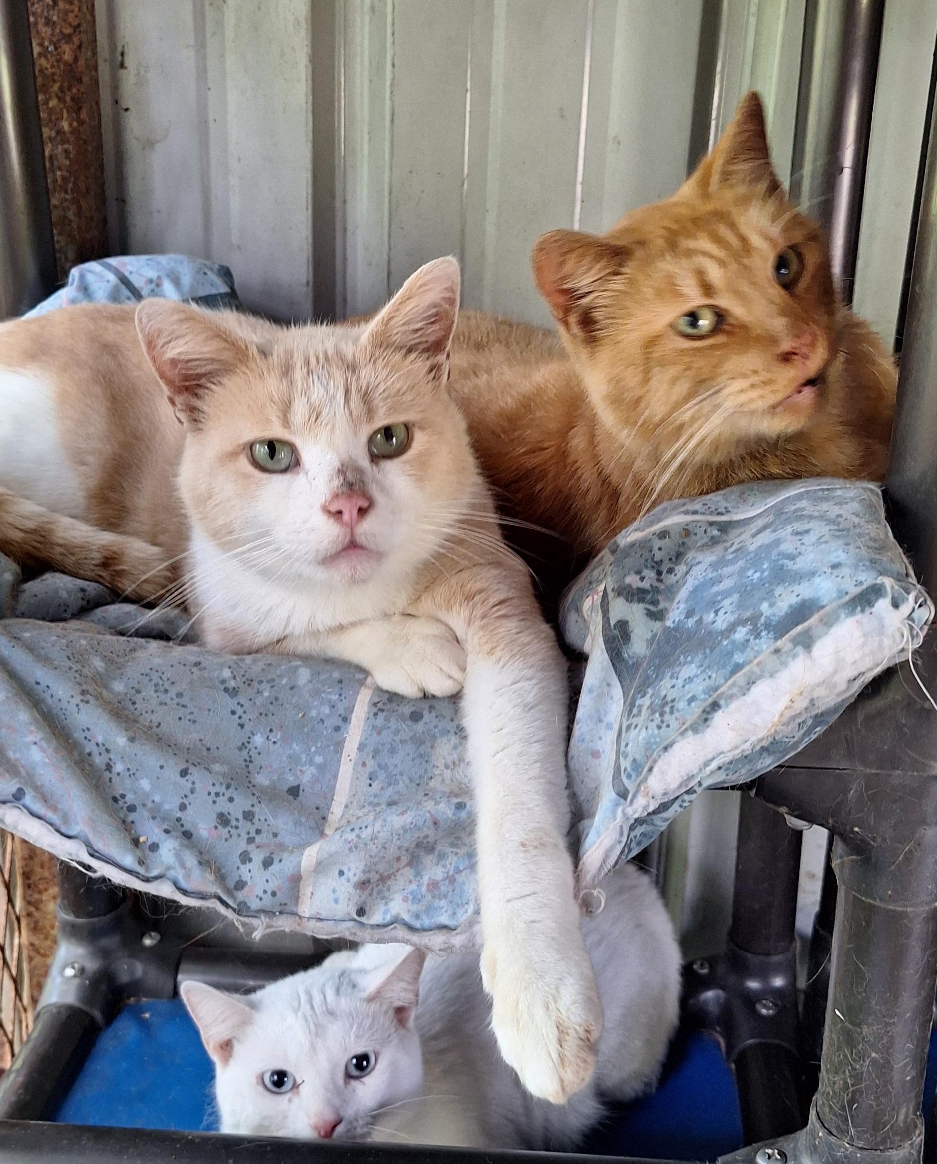 Enlarge Pretty Boy, a Adoptable Domestic Short Hair in Stanton, KY image 3/6