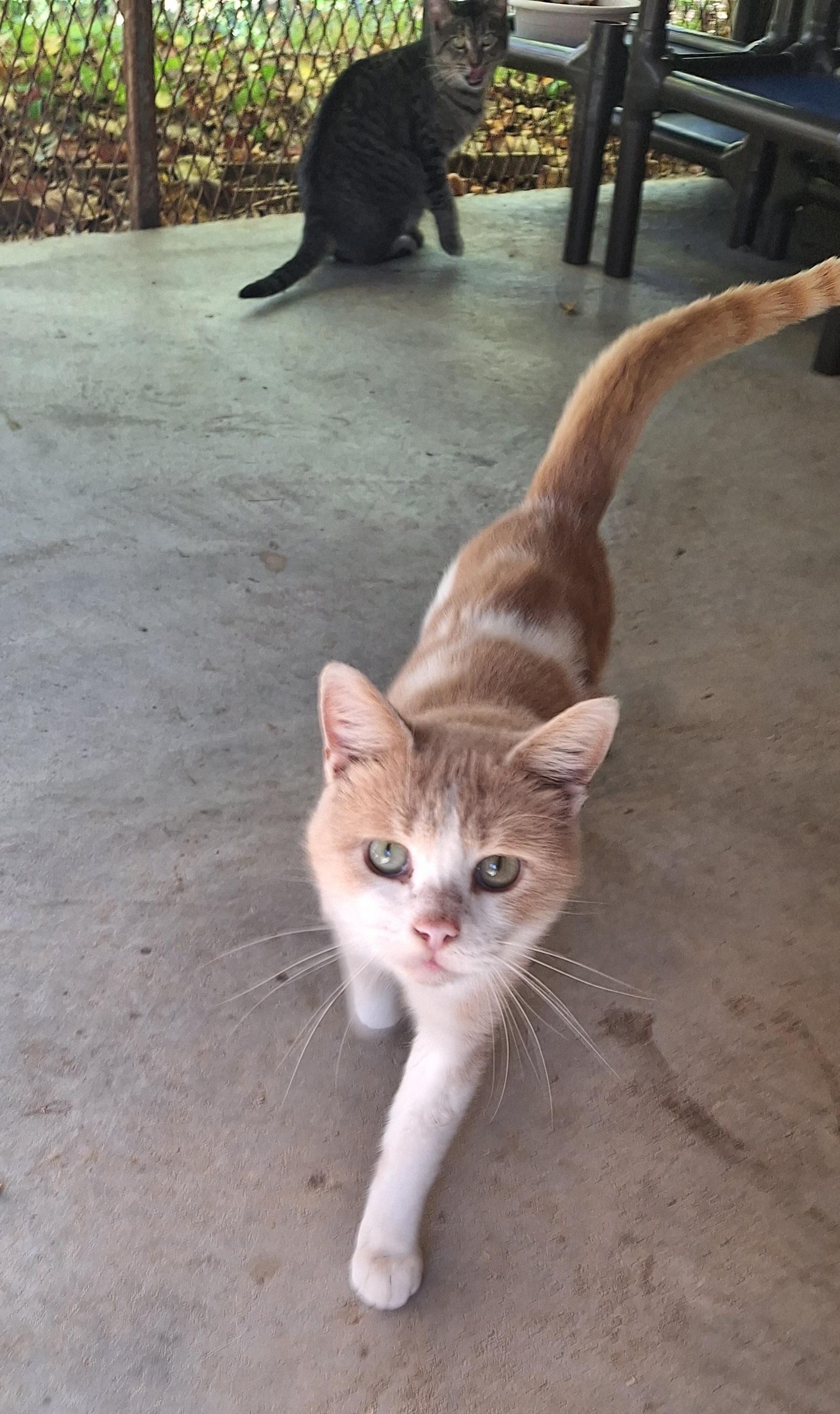 Enlarge Pretty Boy, a Adoptable Domestic Short Hair in Stanton, KY image 5/6