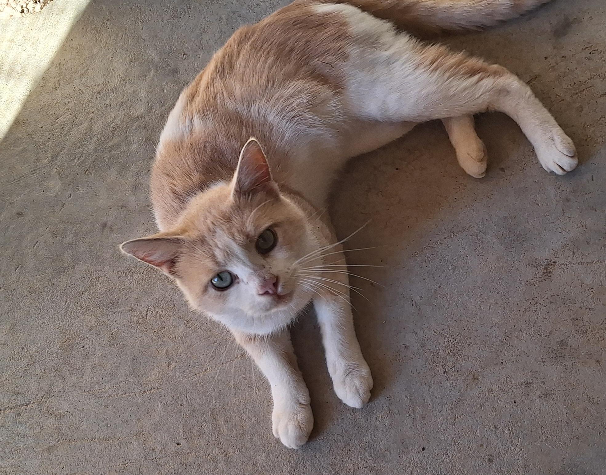 Enlarge Pretty Boy, a Adoptable Domestic Short Hair in Stanton, KY image 2/6