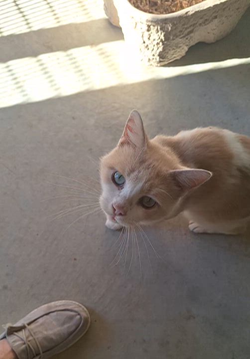 Enlarge Pretty Boy, a Adoptable Domestic Short Hair in Stanton, KY video 4/6