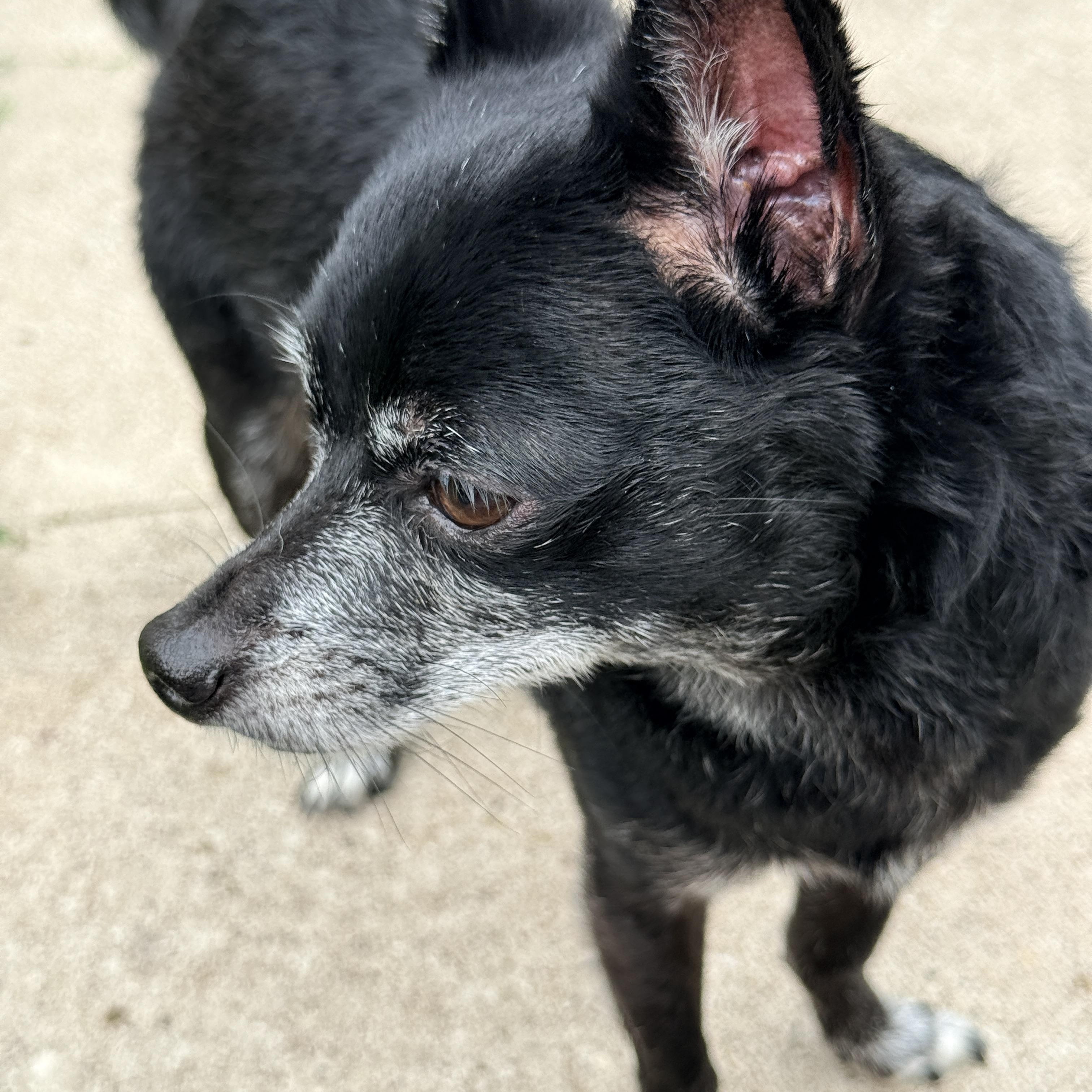 Enlarge Chip/Boomer, a Adoptable Chihuahua in Bellingham, WA image 4/4