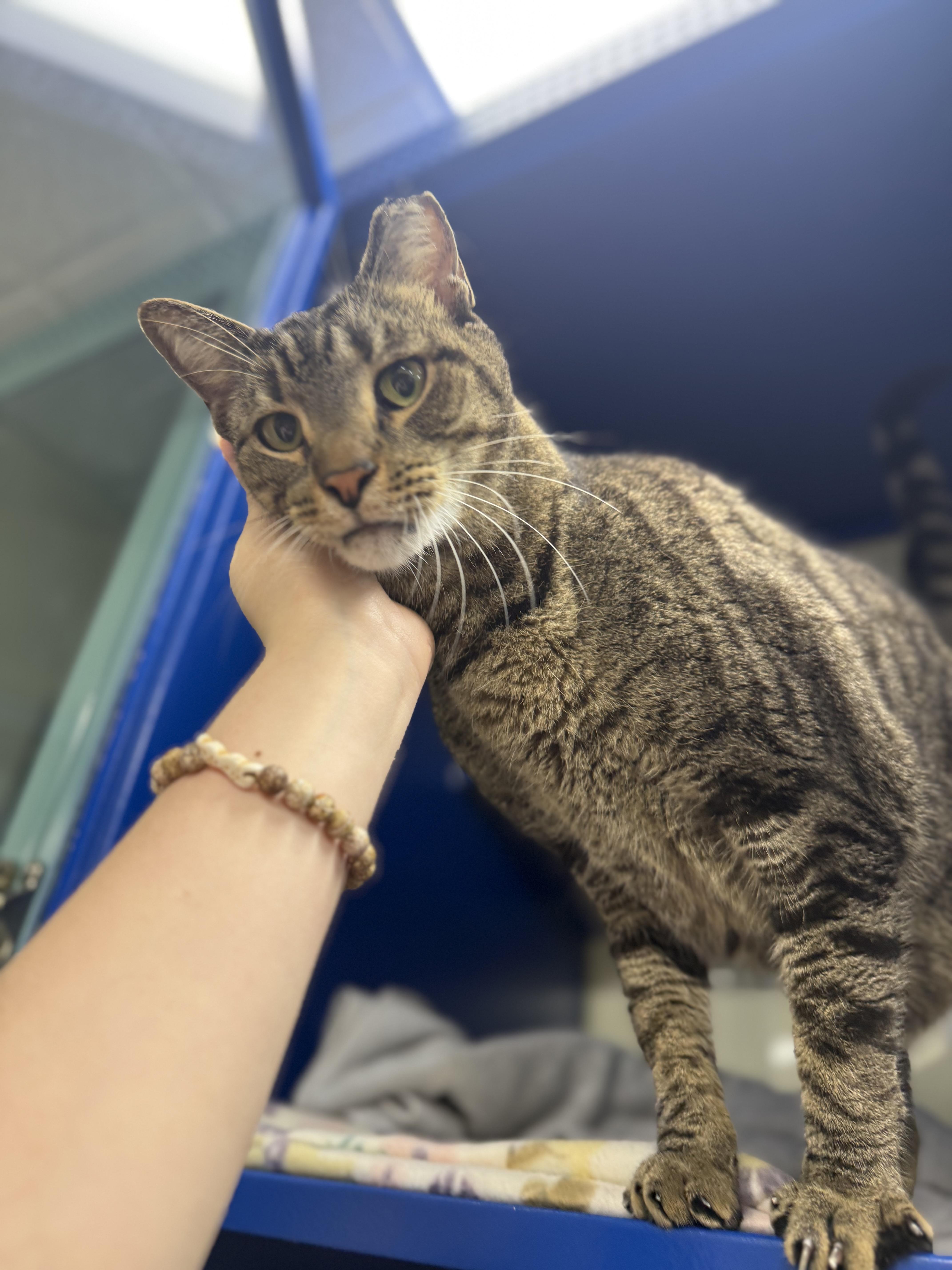 Enlarge Megatron, an adopted Domestic Short Hair in Lauderhill, FL image 4/4