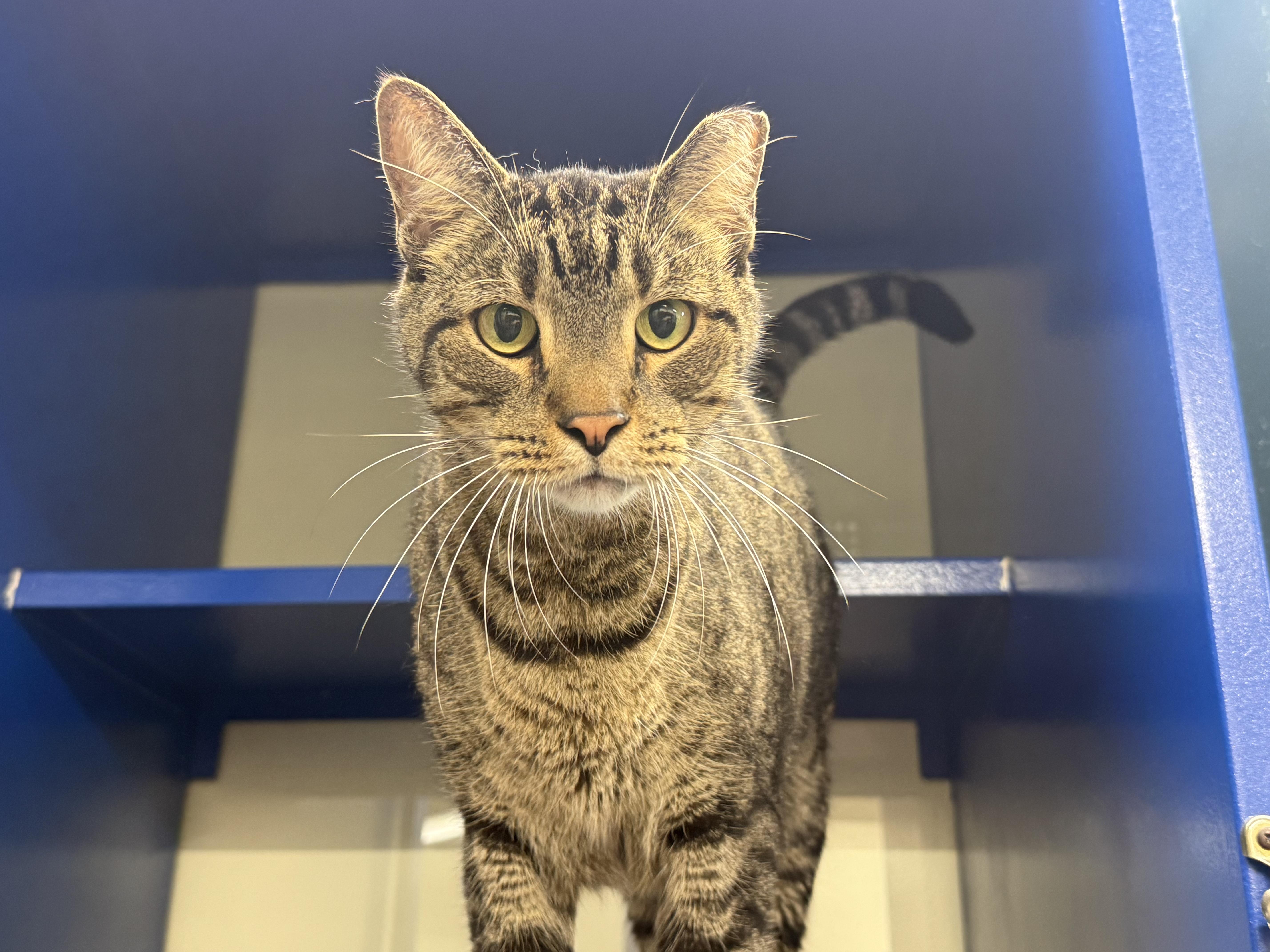 Enlarge Megatron, an adopted Domestic Short Hair in Lauderhill, FL image 3/4