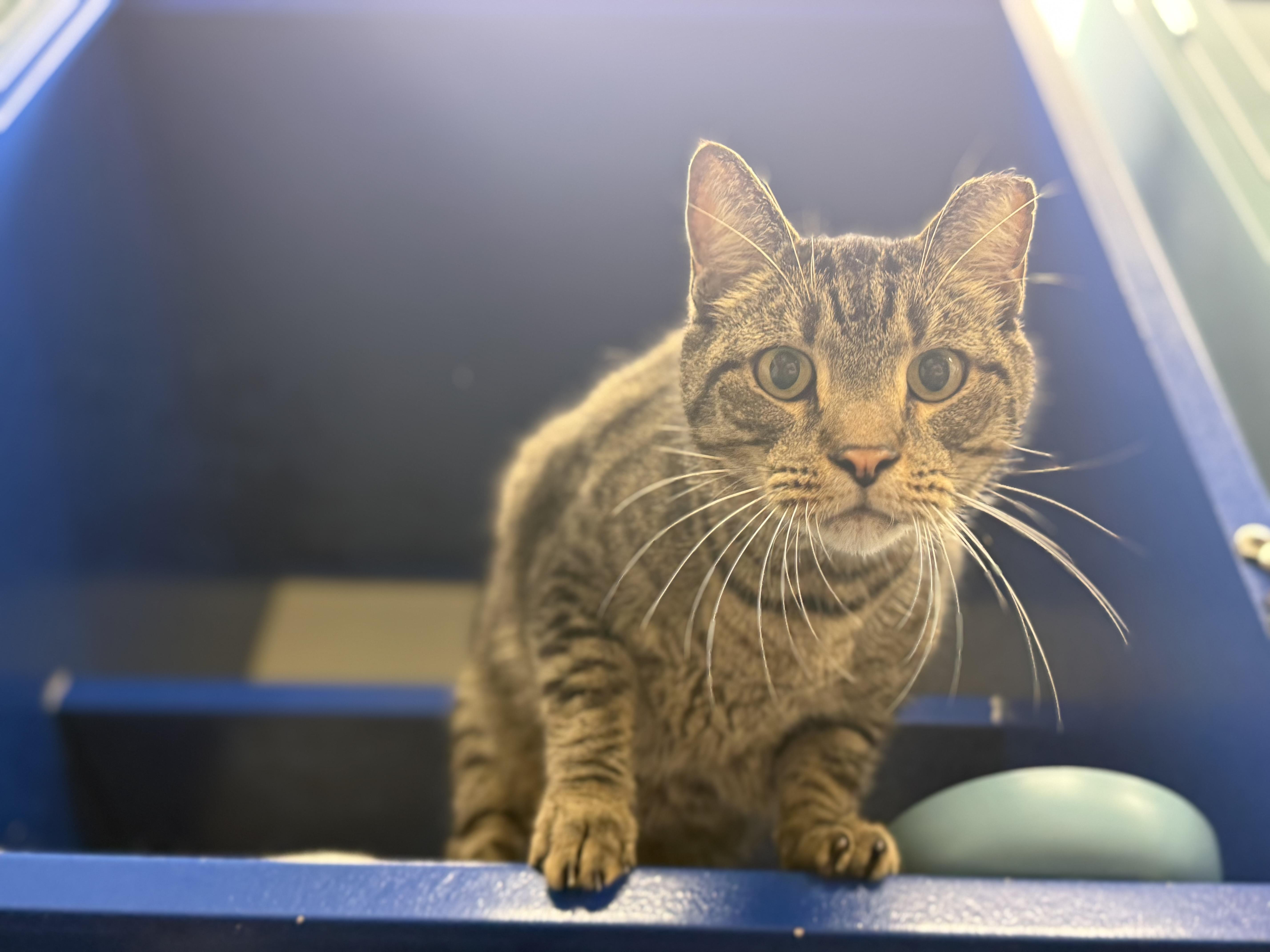 Enlarge Megatron, an adopted Domestic Short Hair in Lauderhill, FL image 2/4