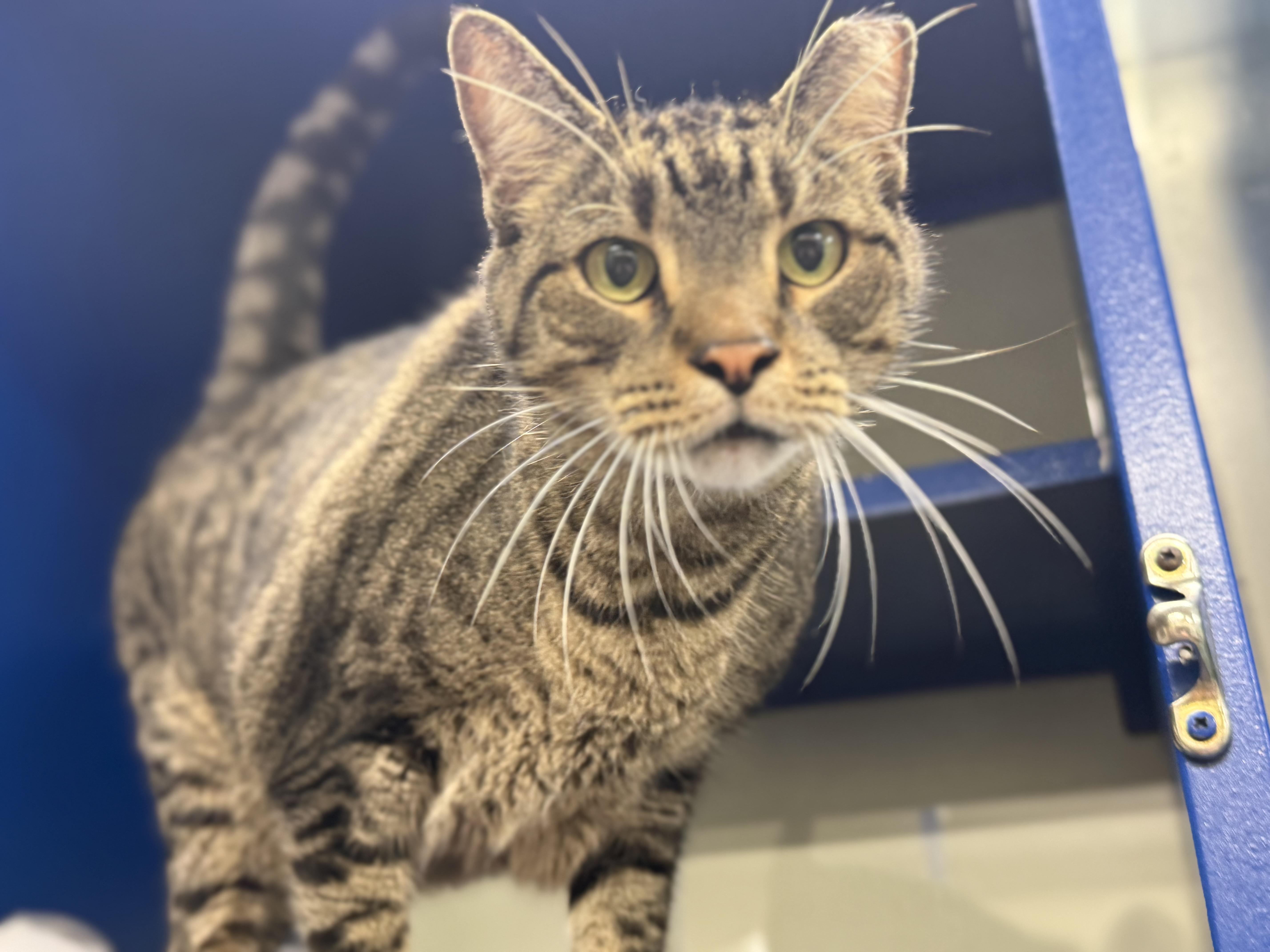 Megatron, adopted, Adult Male Domestic Short Hair.