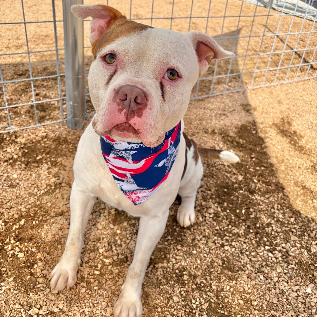 Boomer KCAC #332.26, Adoptable, Adult Male American Staffordshire Terrier.