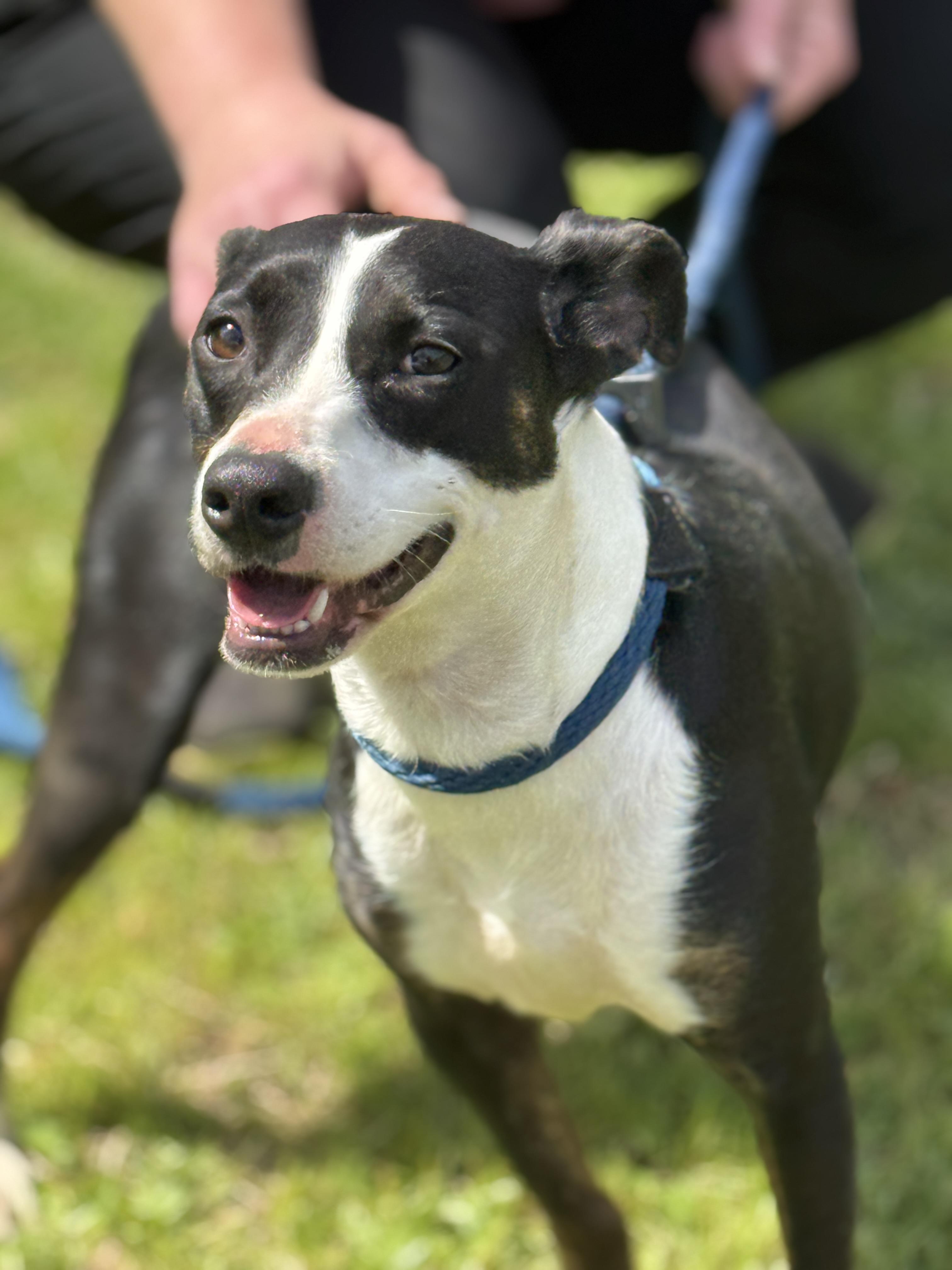 Artemis , ADOPTABLE, Young Female Terrier.