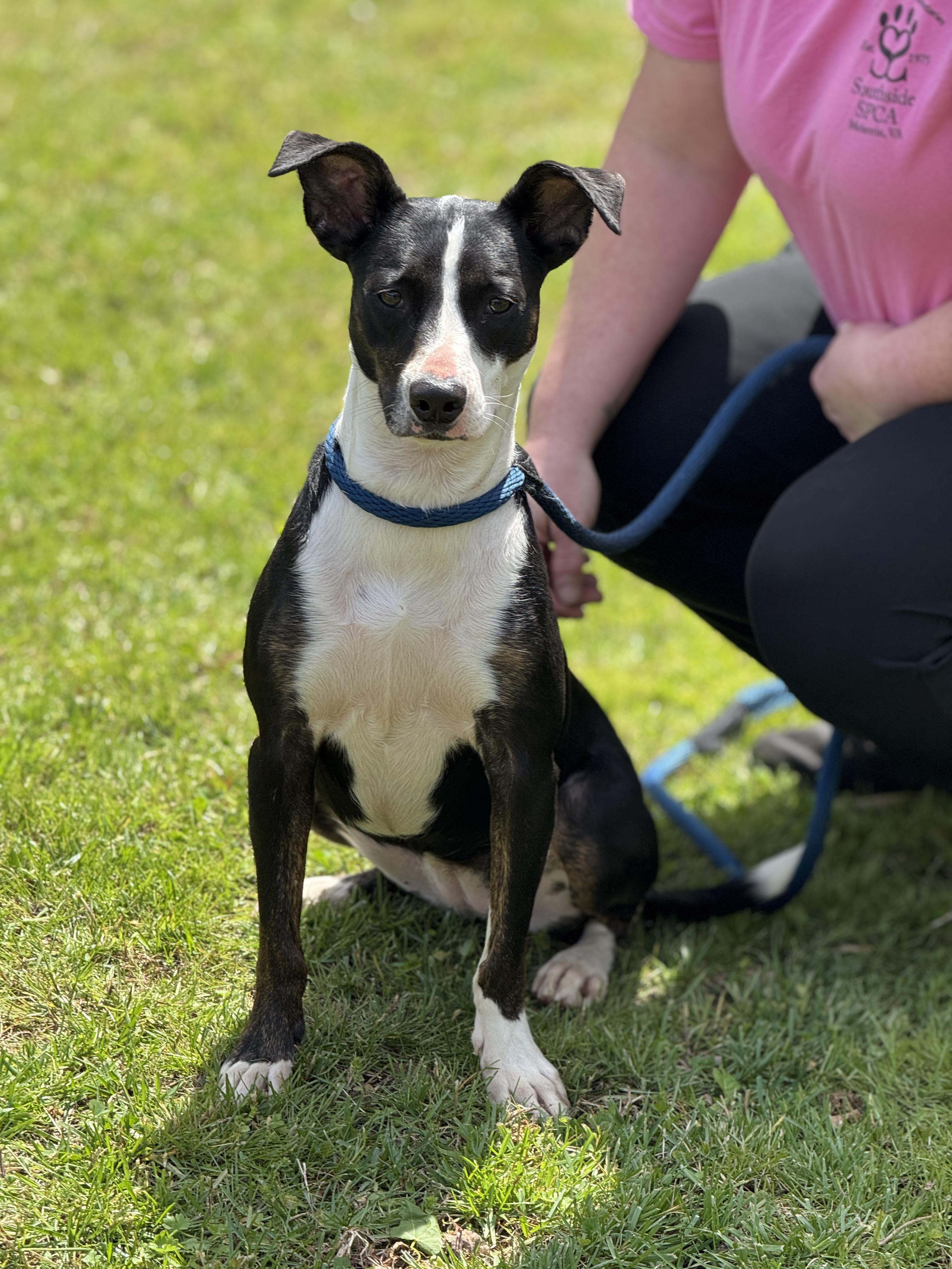 Enlarge Artemis , a ADOPTABLE mixed breed in Richmond, VA image 3/6