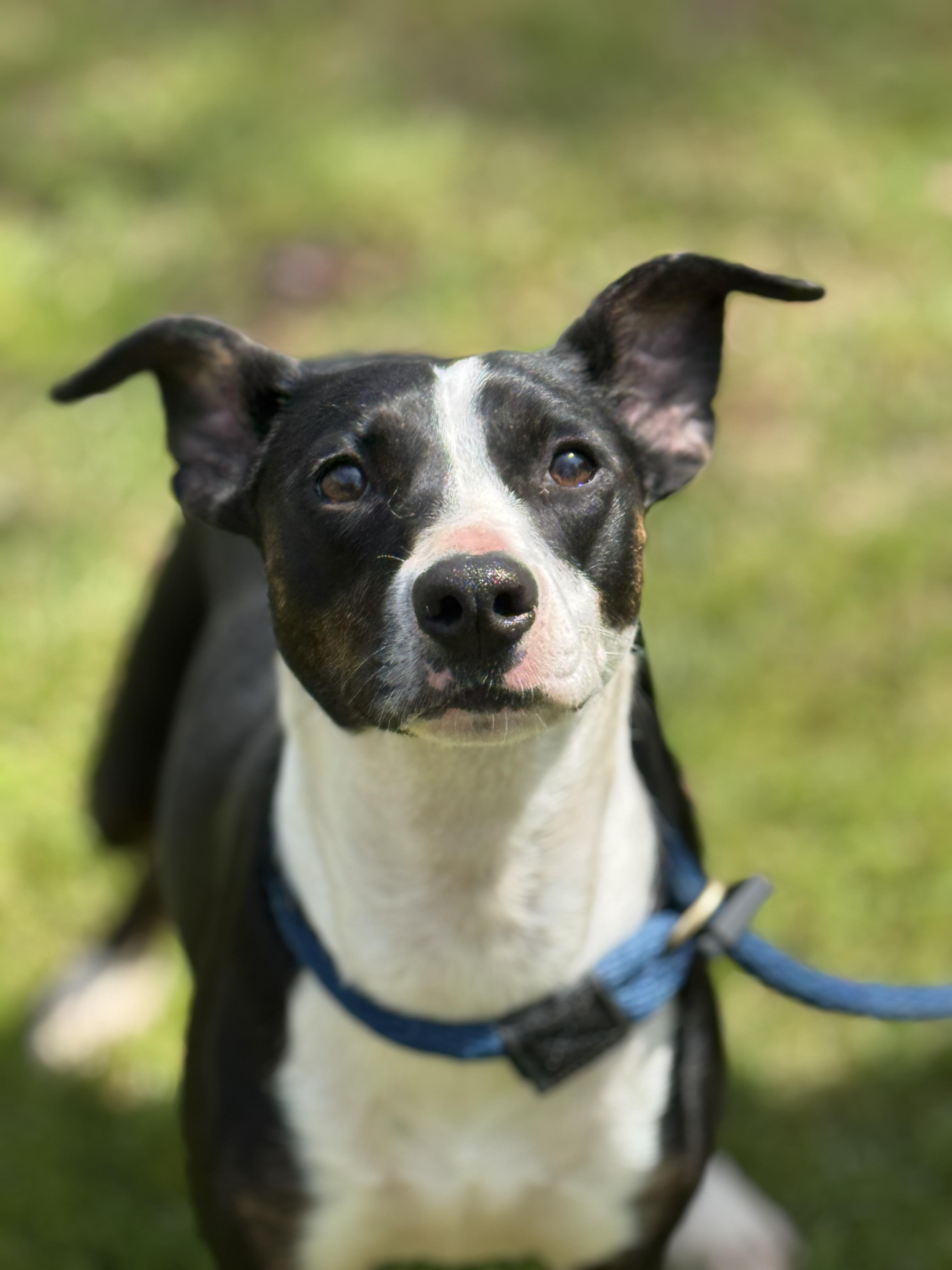 Enlarge Artemis , a ADOPTABLE mixed breed in Richmond, VA image 5/6