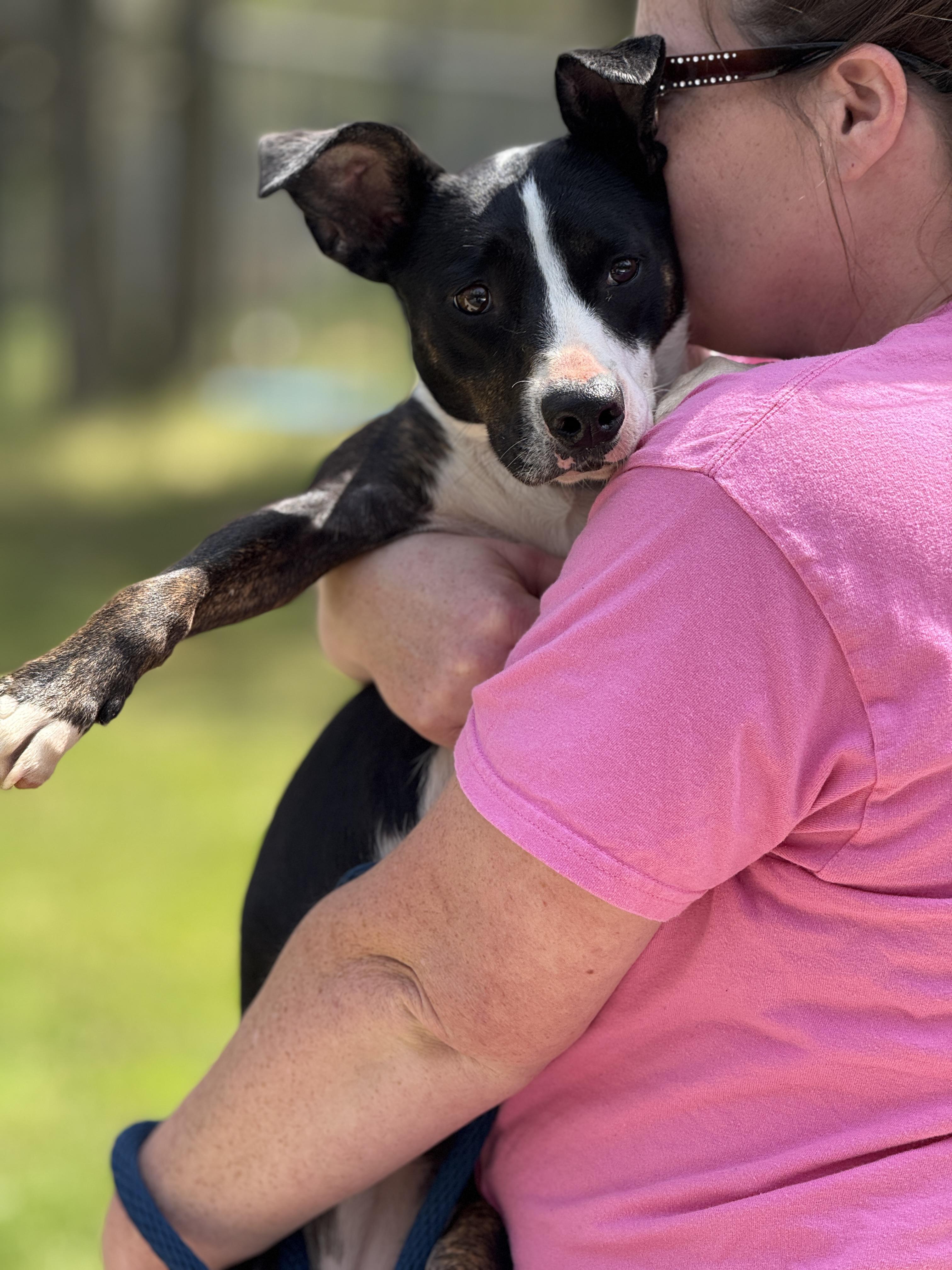 Enlarge Artemis , a ADOPTABLE mixed breed in Richmond, VA image 6/6