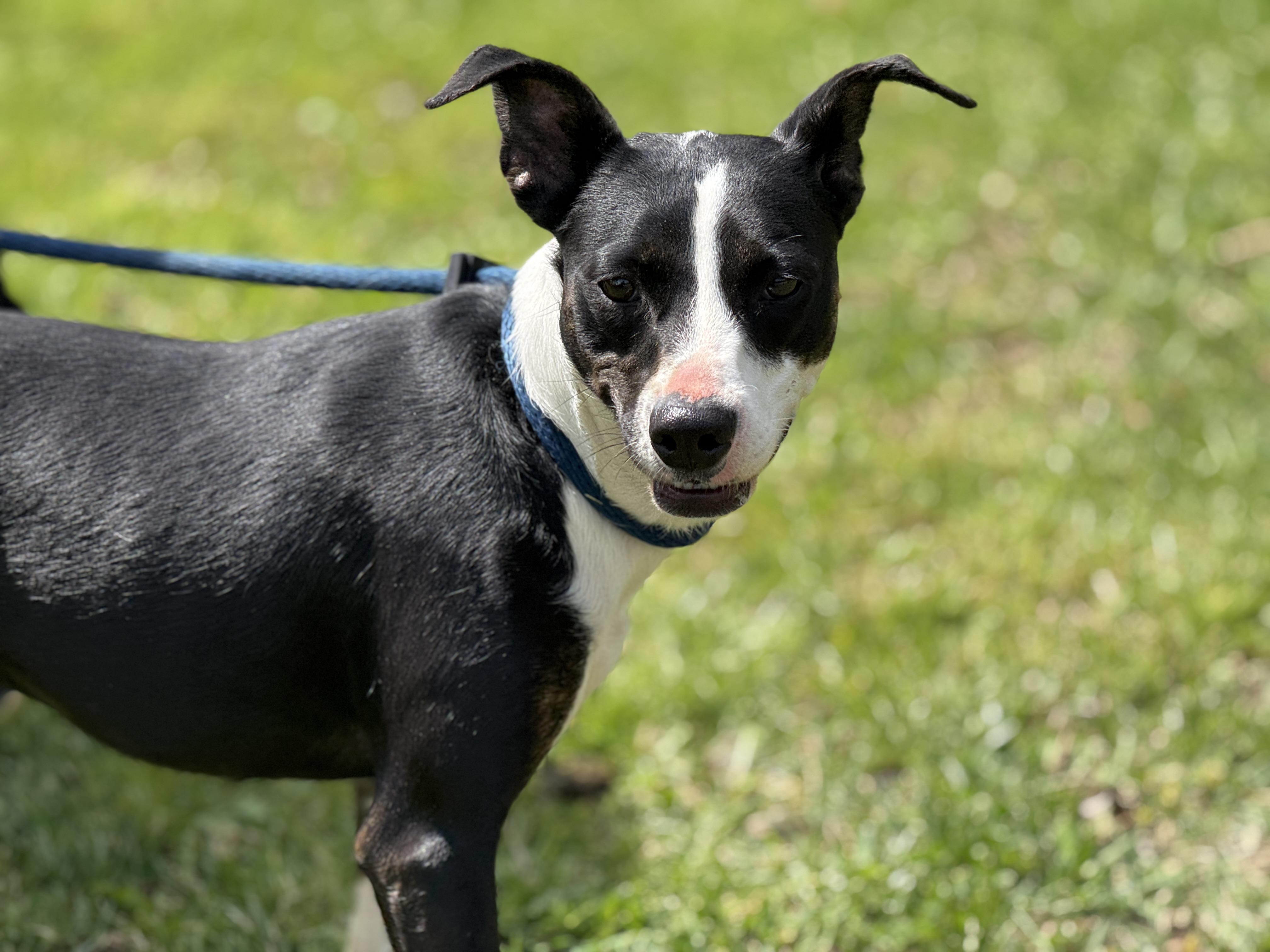 Enlarge Artemis , a ADOPTABLE mixed breed in Richmond, VA image 4/6