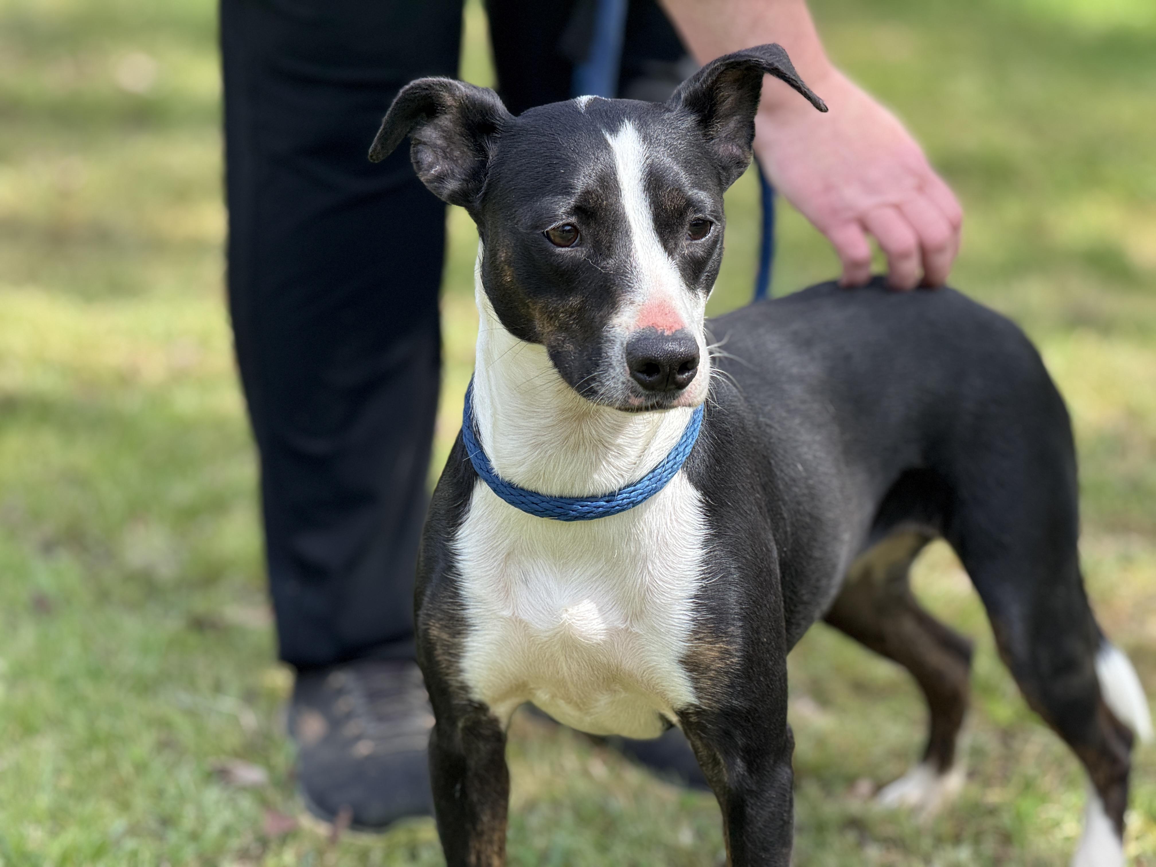 Enlarge Artemis , a ADOPTABLE mixed breed in Richmond, VA image 2/6