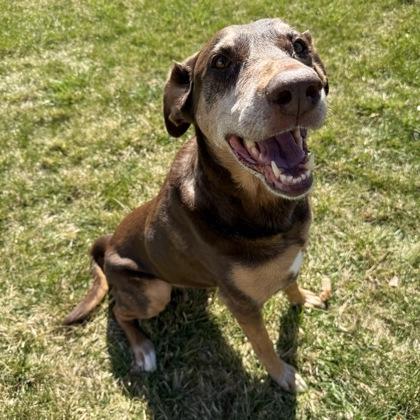 Donna, a Adoptable mixed breed in Elk Grove Village, IL image 1/3