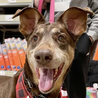 Donna, Adoptable, Senior Female Doberman Pinscher & Mixed Breed.