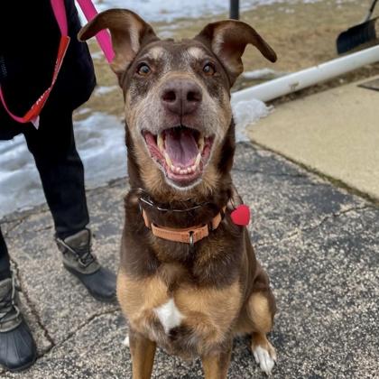 Donna, a Adoptable mixed breed in Elk Grove Village, IL image 2/3