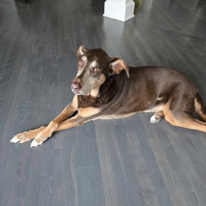 Donna, a Adoptable mixed breed in Elk Grove Village, IL image 2/3