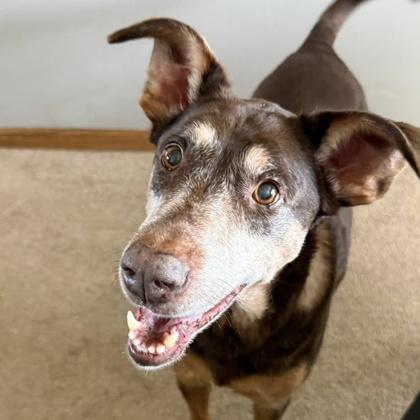 Donna, Adoptable, Senior Female Doberman Pinscher & Mixed Breed.