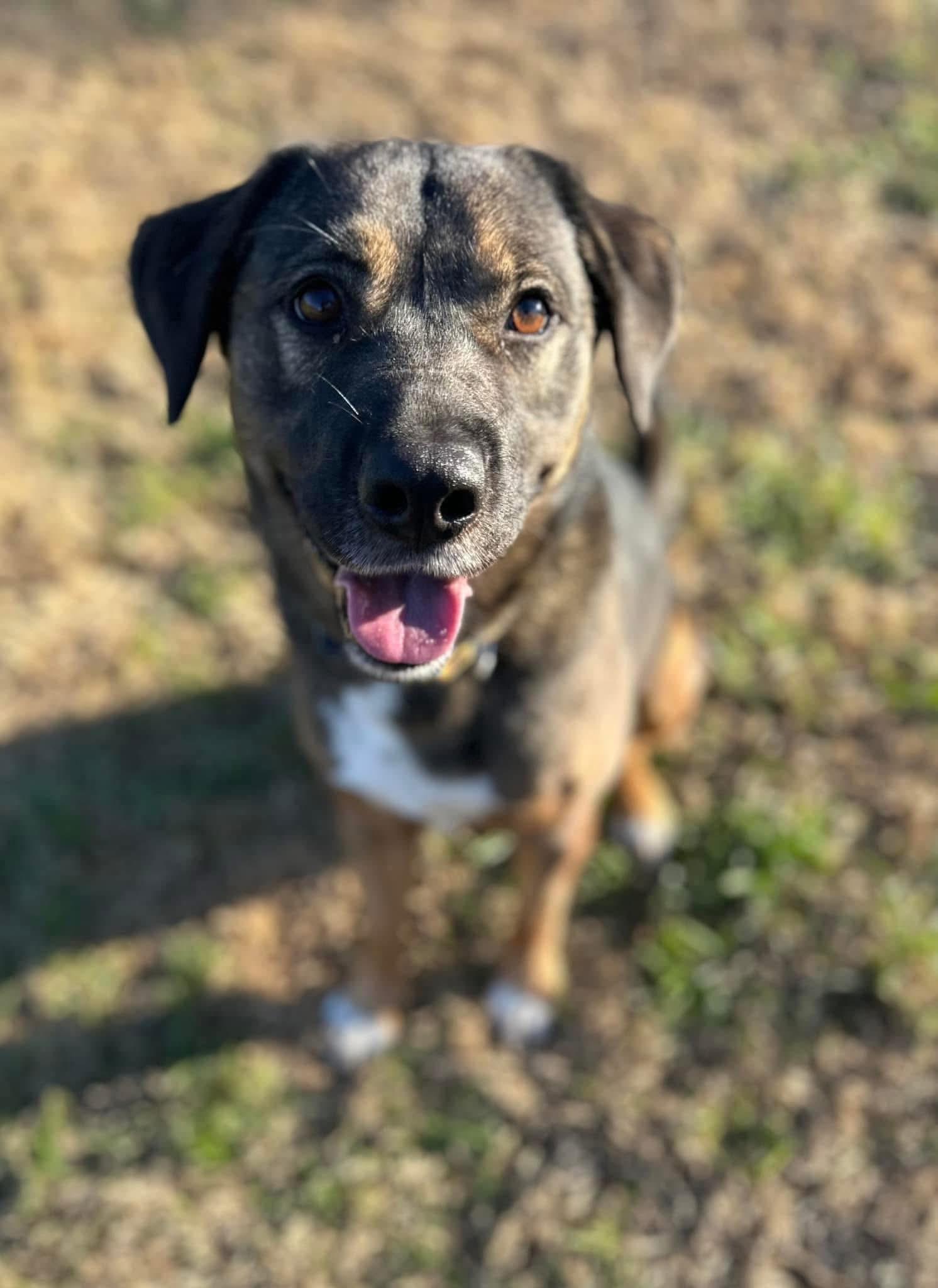 Enlarge Zadie, a ADOPTABLE mixed breed in Randleman, NC image 3/6