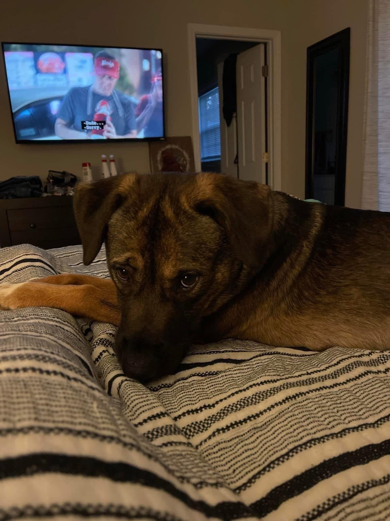 Enlarge Zadie, a ADOPTABLE mixed breed in Randleman, NC image 2/6