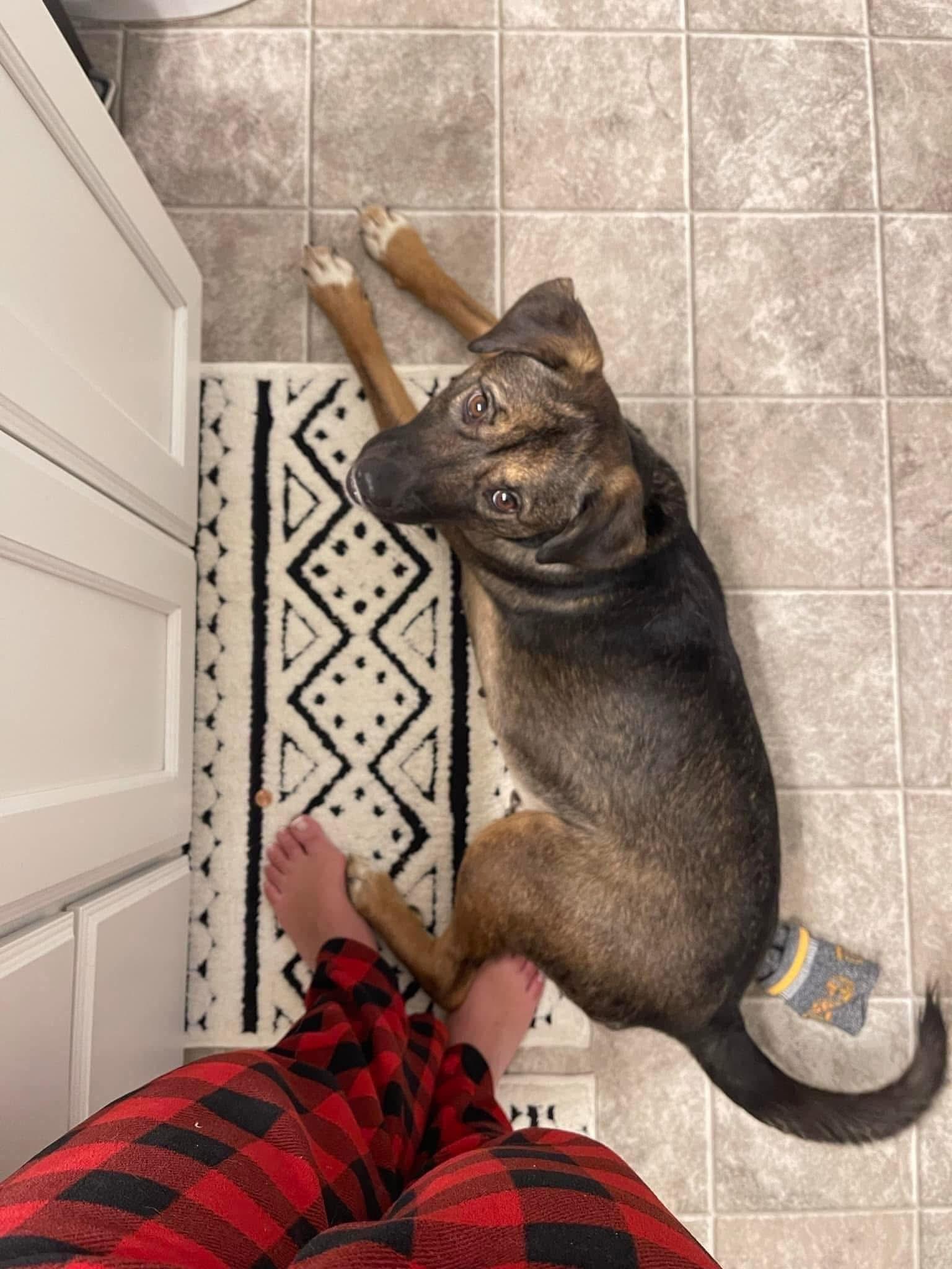 Enlarge Zadie, a ADOPTABLE mixed breed in Randleman, NC image 4/6