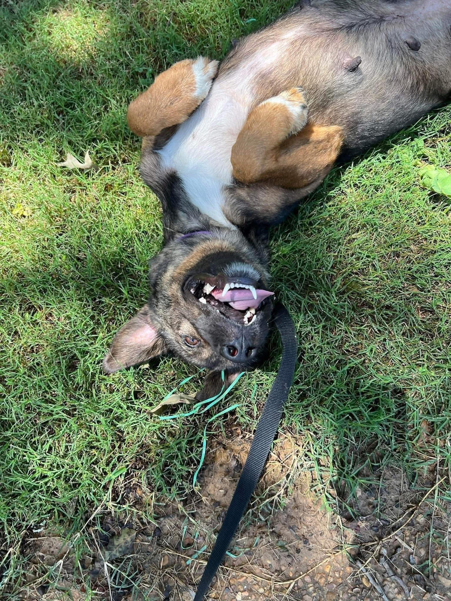 Enlarge Zadie, a ADOPTABLE mixed breed in Randleman, NC image 1/6