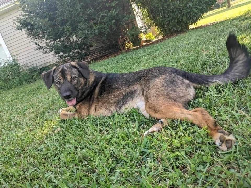 Enlarge Zadie, a ADOPTABLE mixed breed in Randleman, NC image 6/6