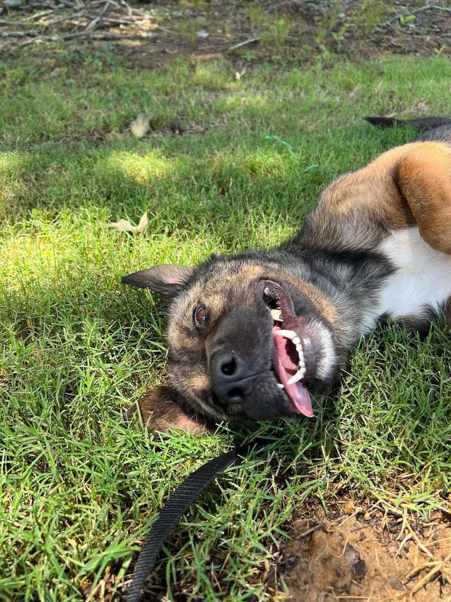 Enlarge Zadie, a ADOPTABLE mixed breed in Randleman, NC image 5/6