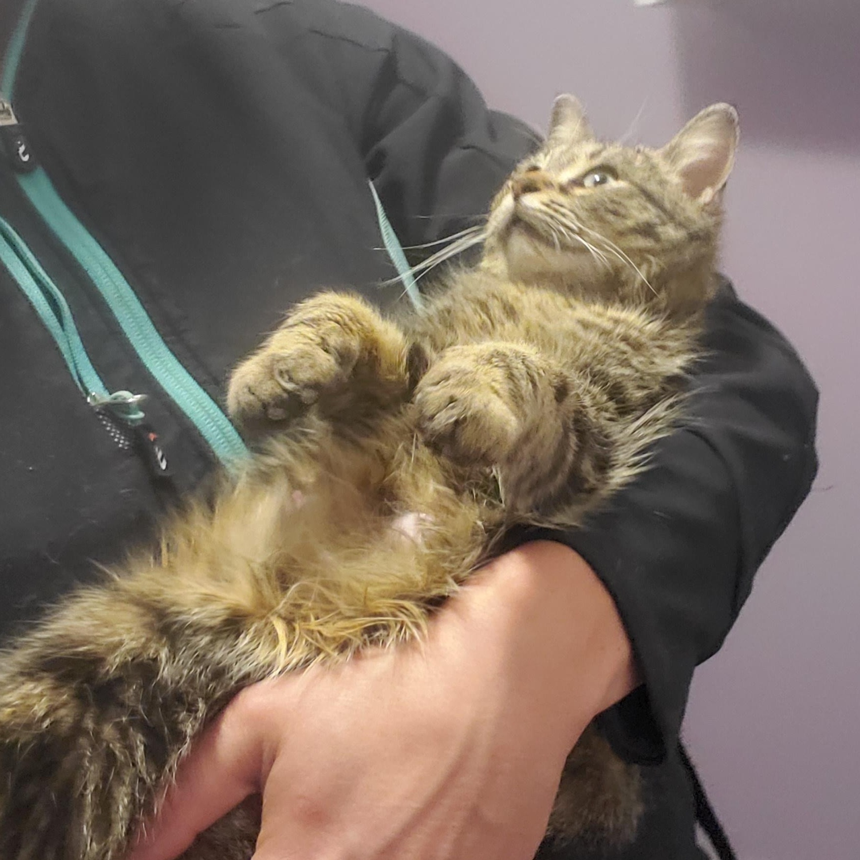 Kellogg, an adoptable Domestic Medium Hair in Morden, MB, R6M 1Y4 | Photo Image 2