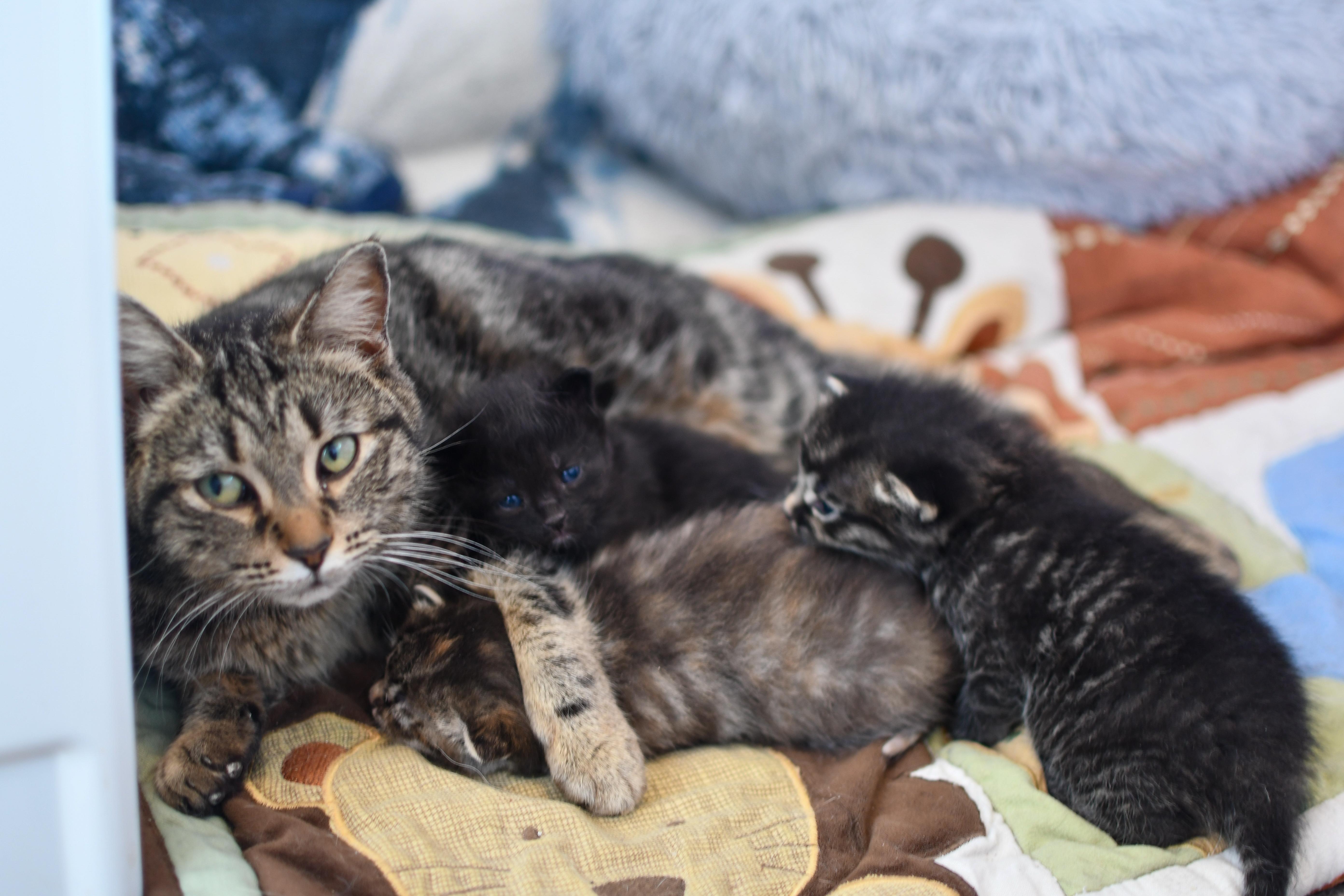 Kellogg, an adoptable Domestic Medium Hair in Morden, MB, R6M 1Y4 | Photo Image 1