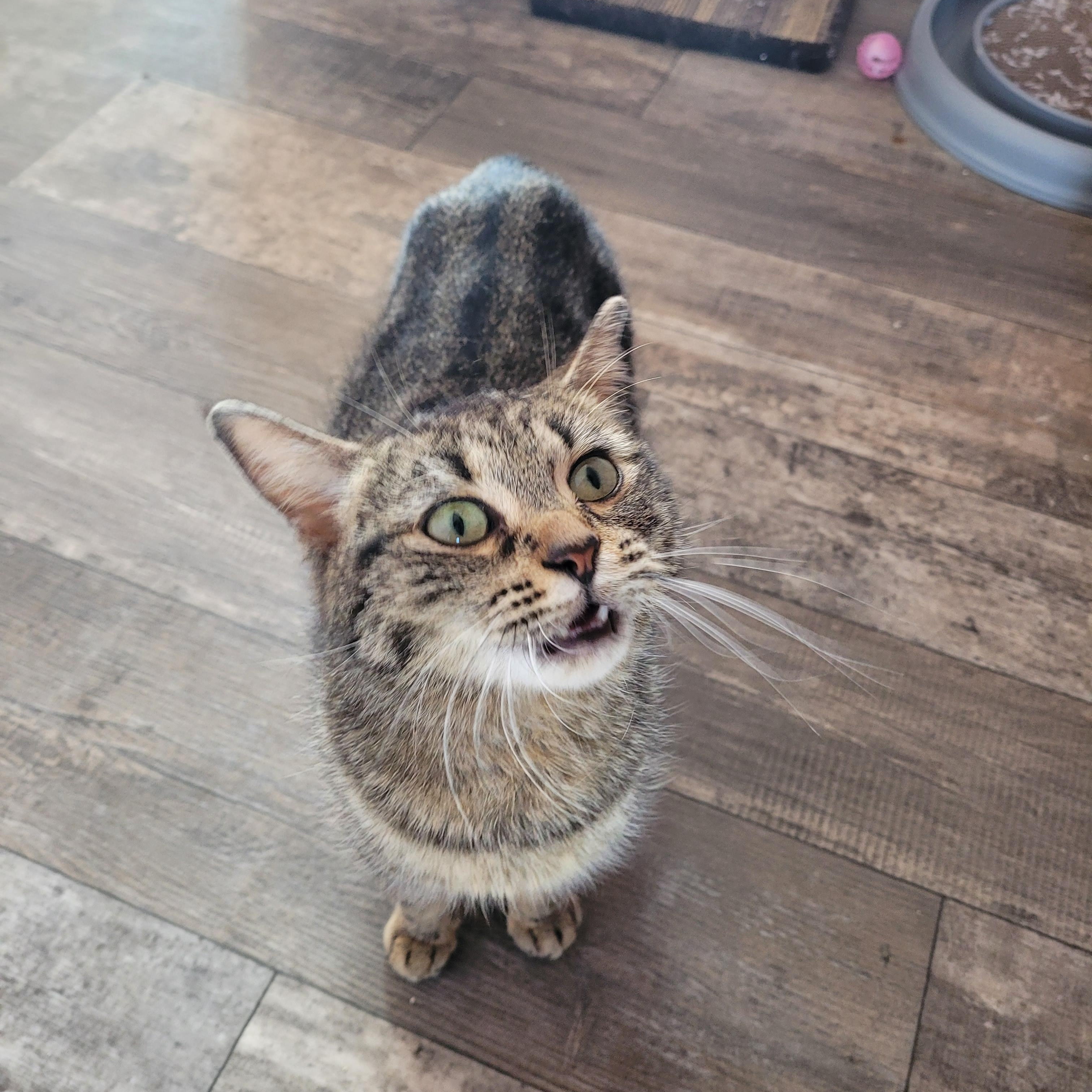 Kellogg, an adoptable Domestic Medium Hair in Morden, MB, R6M 1Y4 | Photo Image 6