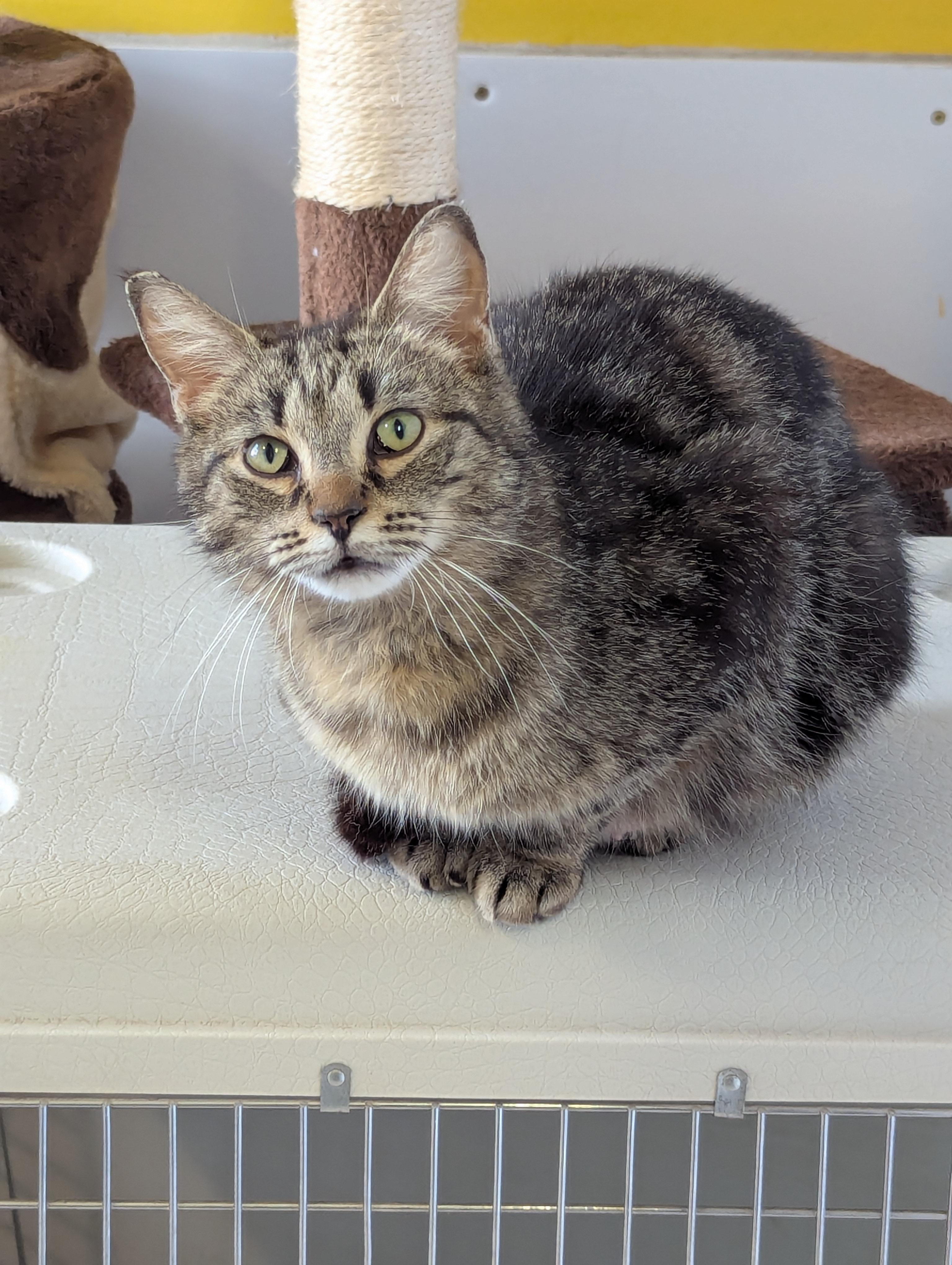 Kellogg, an adoptable Domestic Medium Hair in Morden, MB, R6M 1Y4 | Photo Image 3