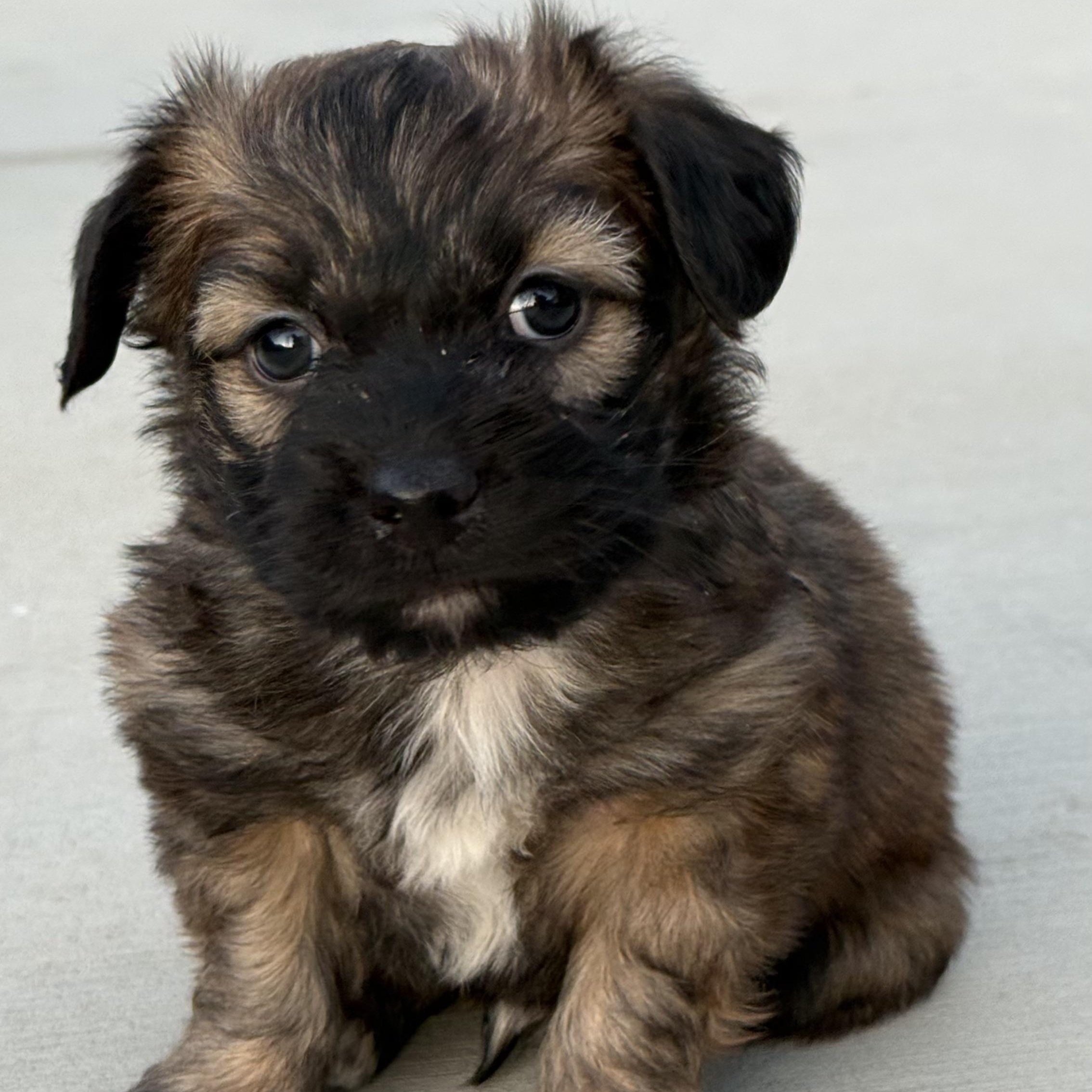 Enlarge Mr. Softy Mocha, an adopted mixed breed in Ridgefield, WA image 5/5