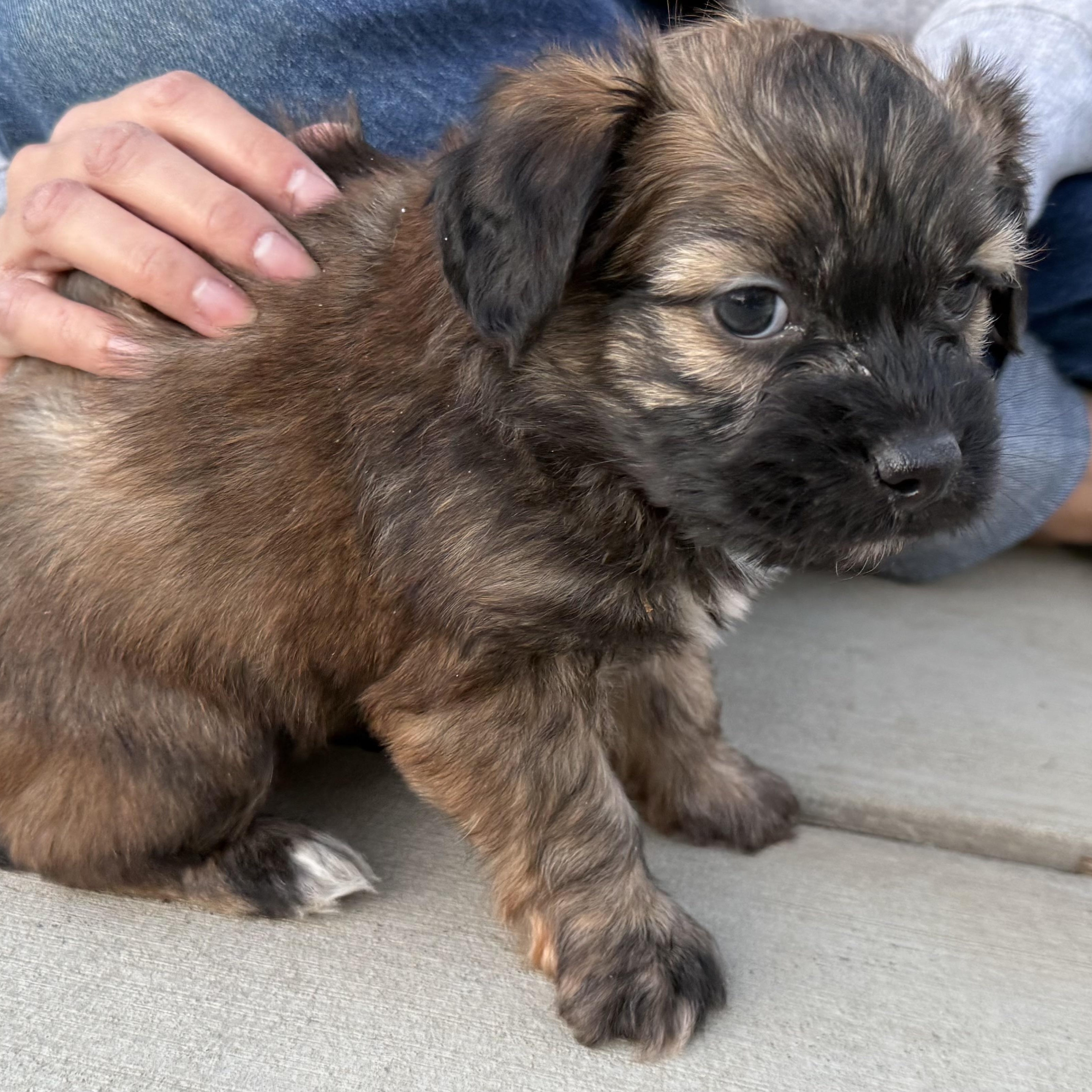 Enlarge Mr. Softy Mocha, an adopted mixed breed in Ridgefield, WA image 3/5