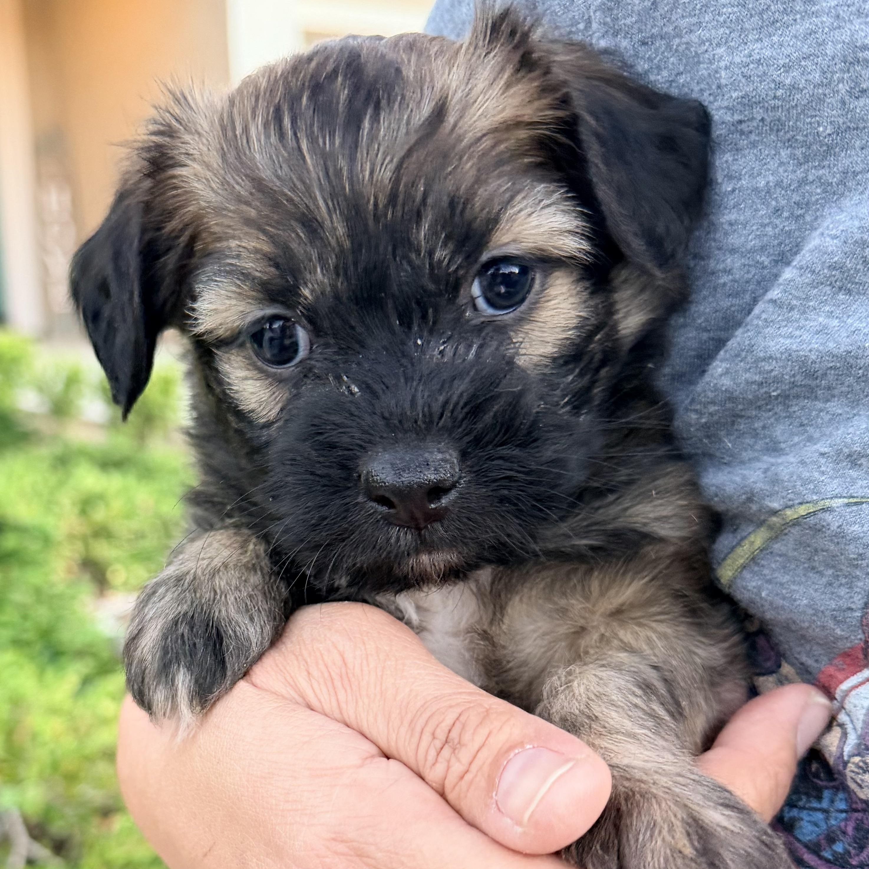 Enlarge Mr. Softy Mocha, an adopted mixed breed in Ridgefield, WA image 2/5