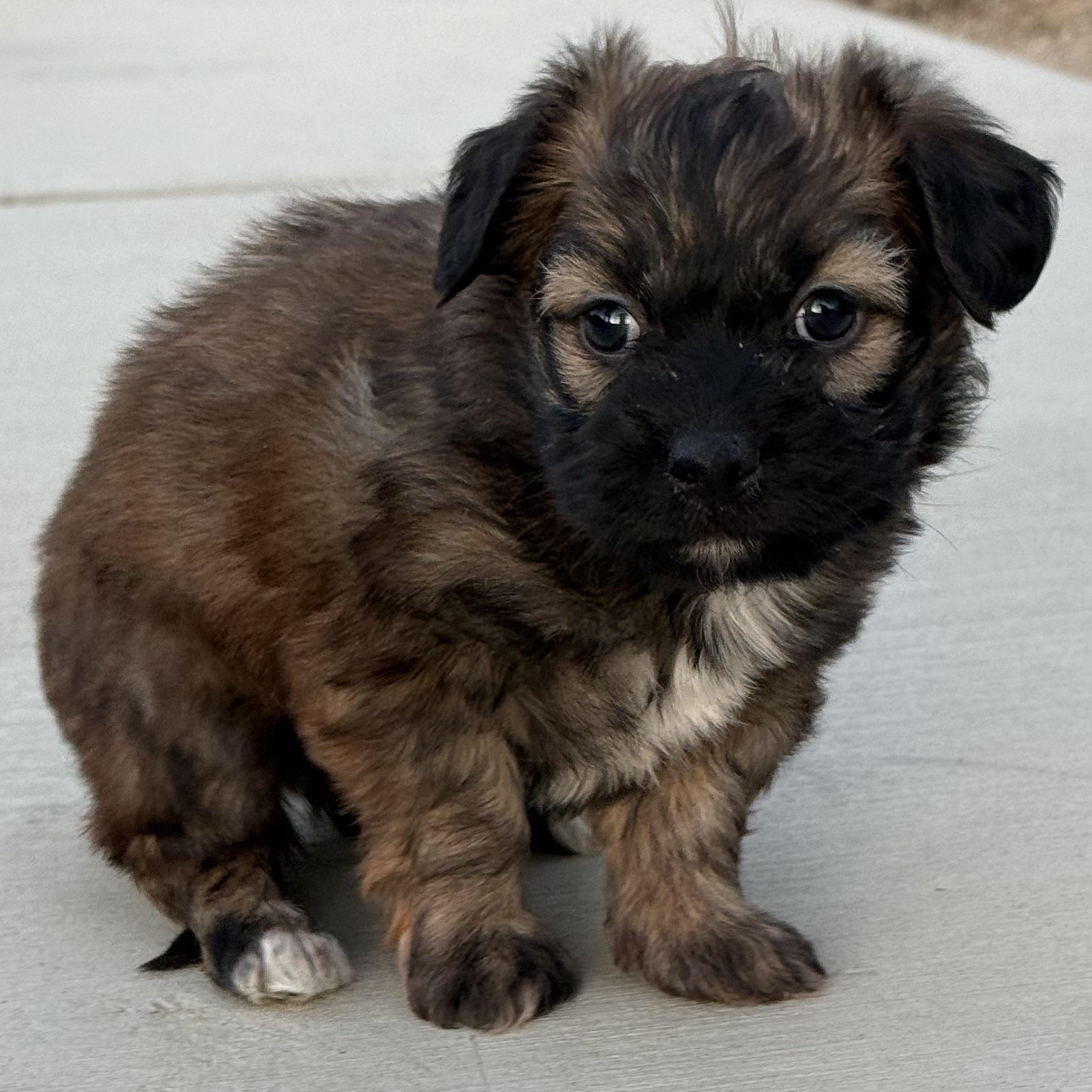 Enlarge Mr. Softy Mocha, an adopted mixed breed in Ridgefield, WA image 4/5