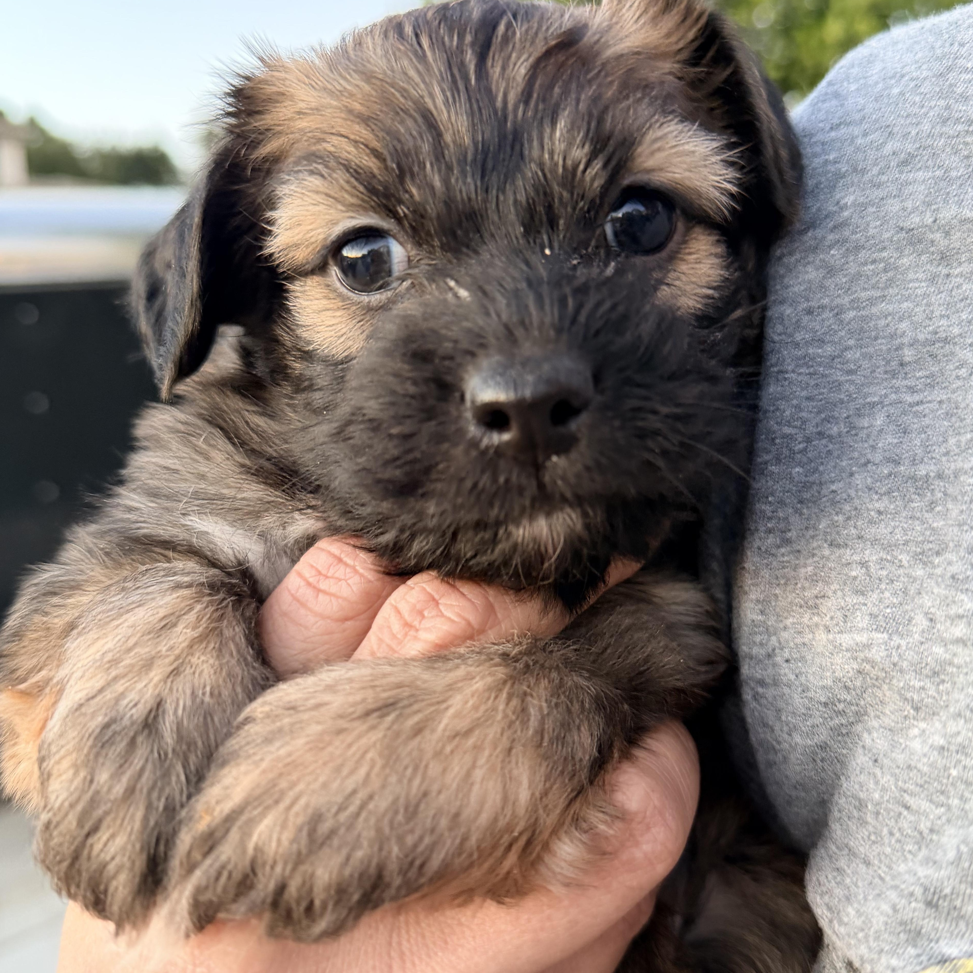 Mr. Softy Mocha, adopted, Puppy Male Yorkie Poo & Shih Tzu.
