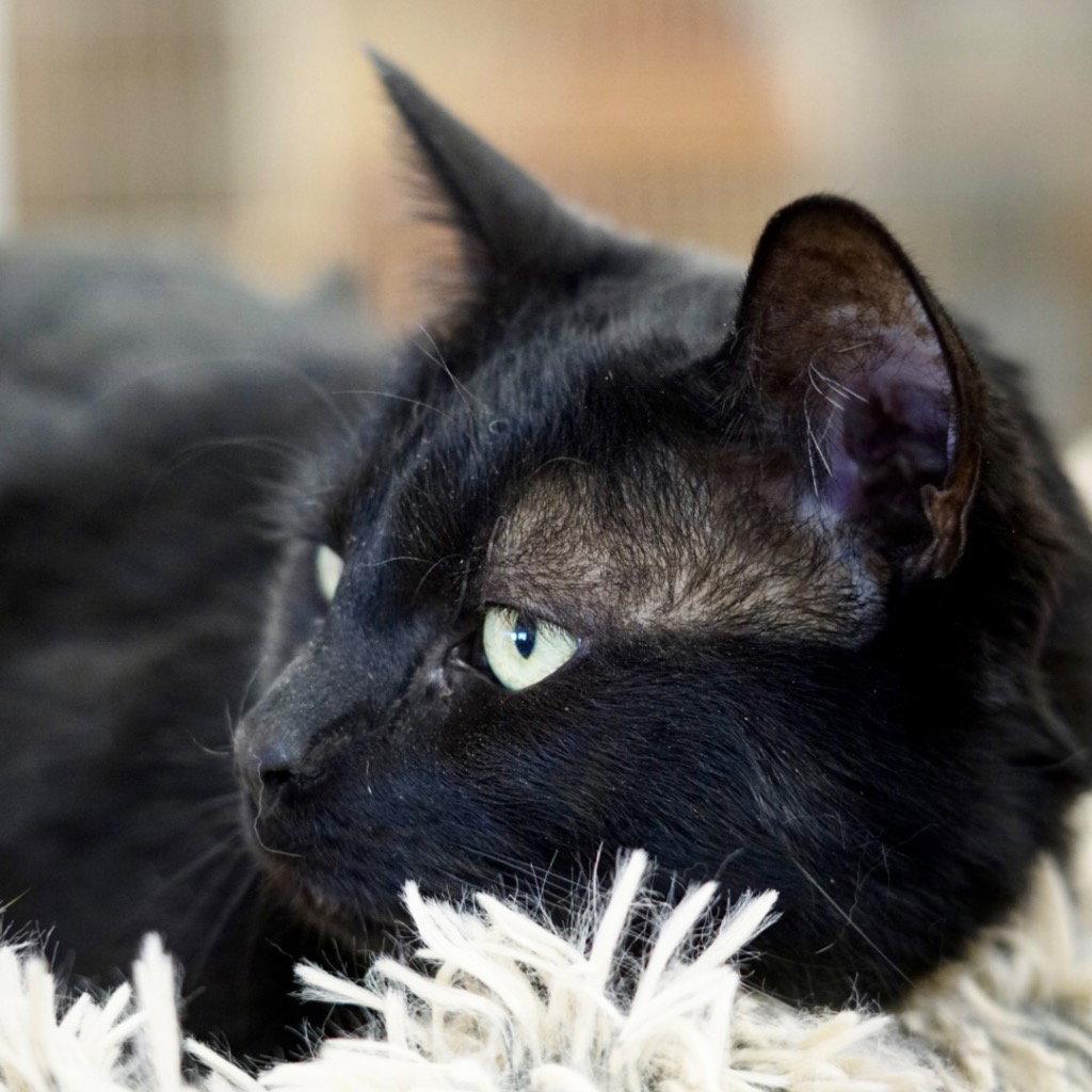 Wilson, Adoptable, Adult Male Domestic Short Hair.