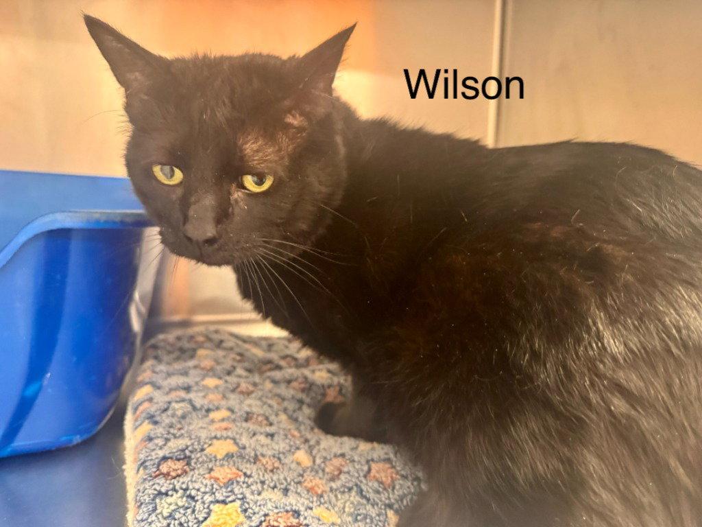 Enlarge Wilson, a Adoptable Domestic Short Hair in Saint George, UT image 2/3