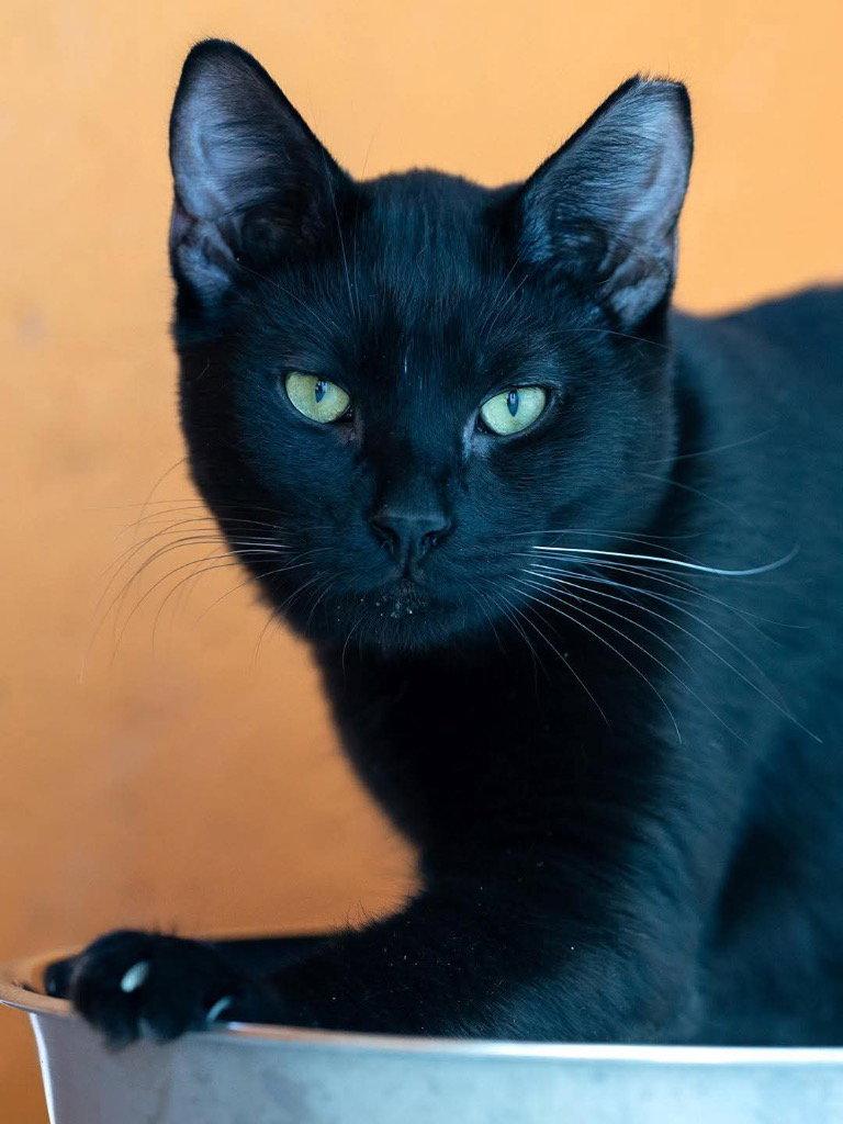 Enlarge Wilson, a Adoptable Domestic Short Hair in Saint George, UT image 3/3