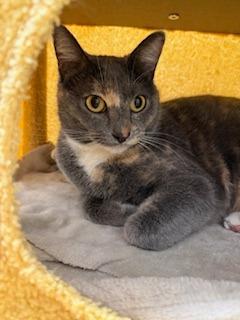 Enlarge Eve, a Adoptable mixed breed in Napa, CA image 1/1
