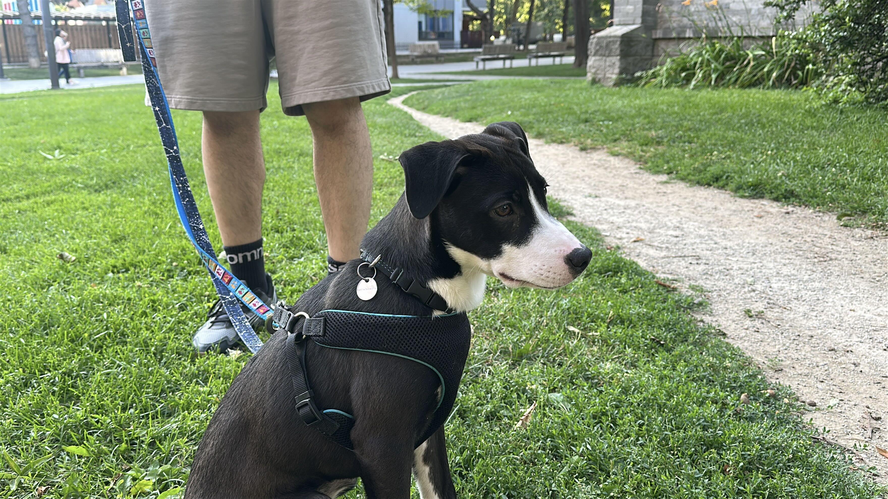 Enlarge Thumper, a Adoptable Mixed Breed in Toronto, ON image 6/6
