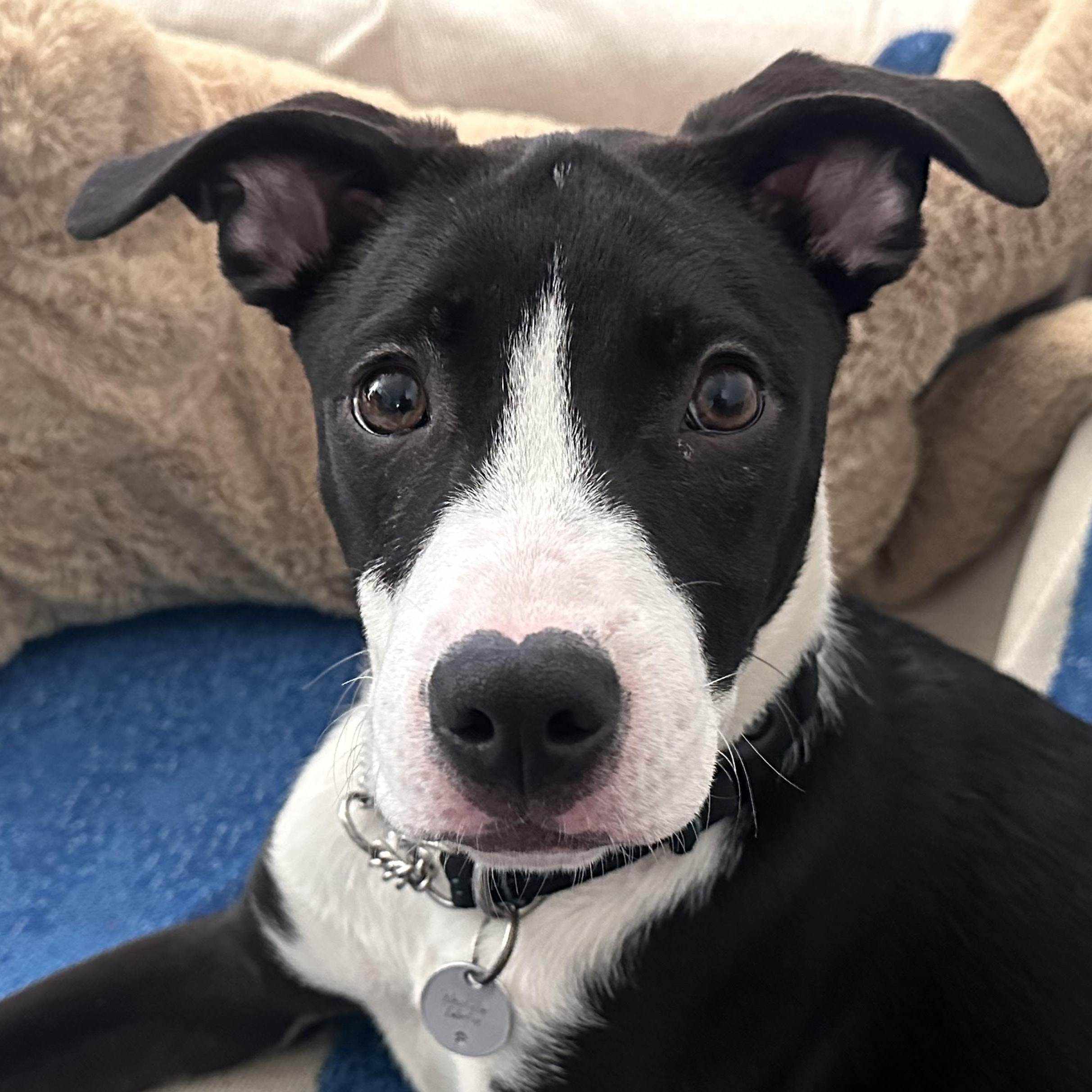 Enlarge Thumper, a Adoptable Mixed Breed in Toronto, ON image 1/6