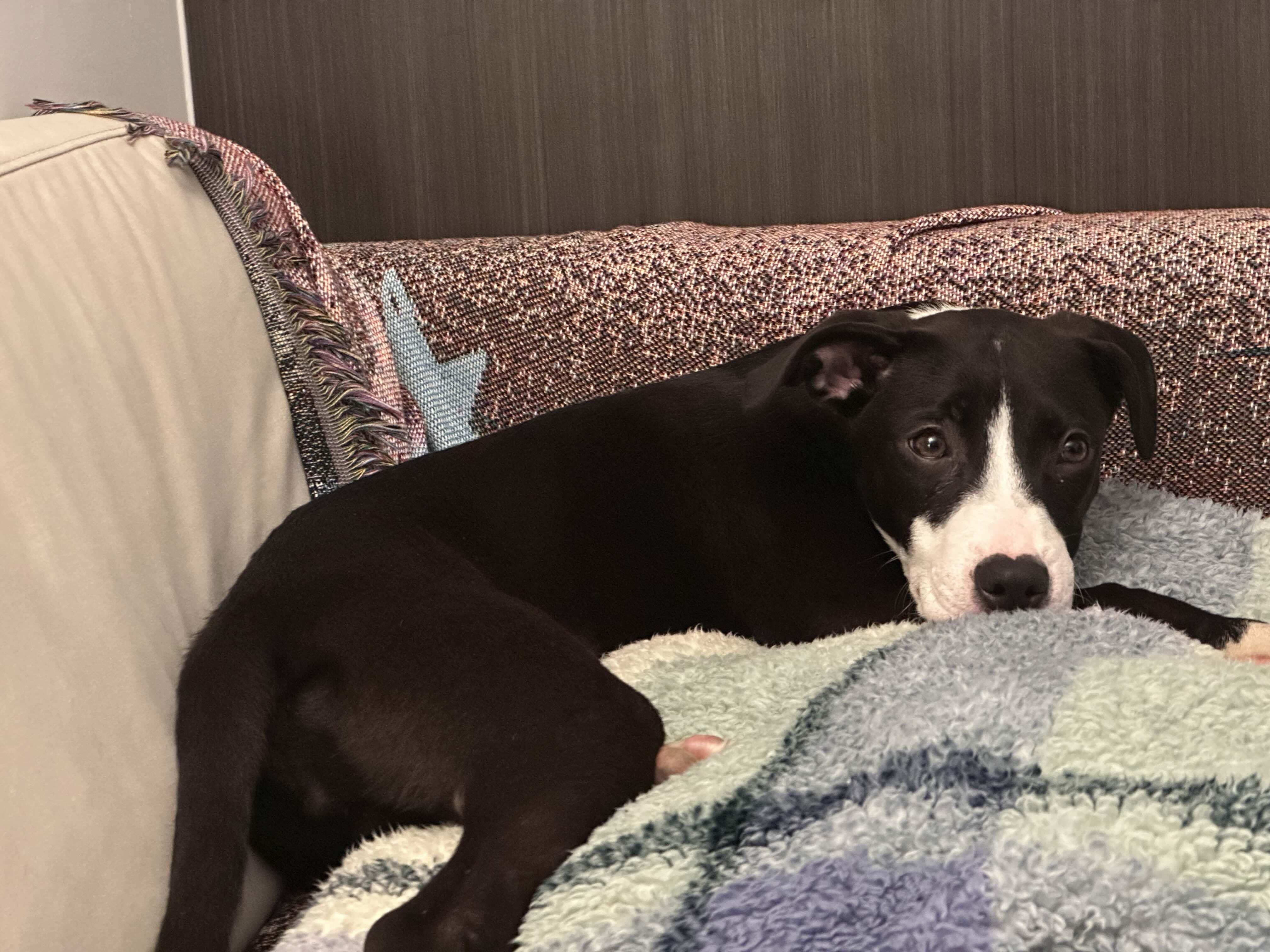 Enlarge Thumper, a Adoptable Mixed Breed in Toronto, ON image 3/6